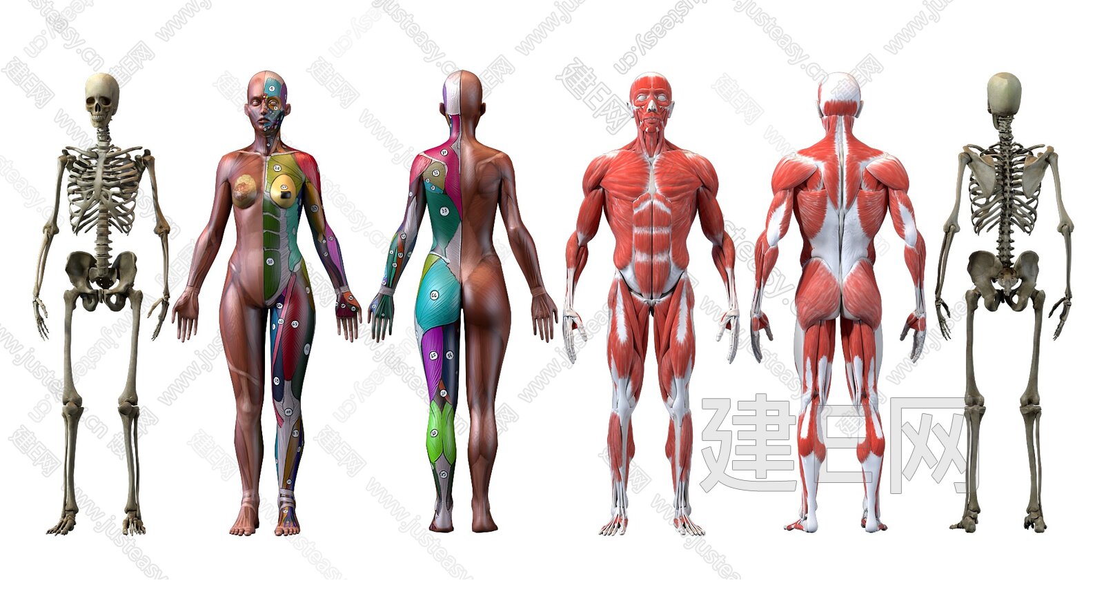 人体解剖图图片素材-编号01120590-图行天下