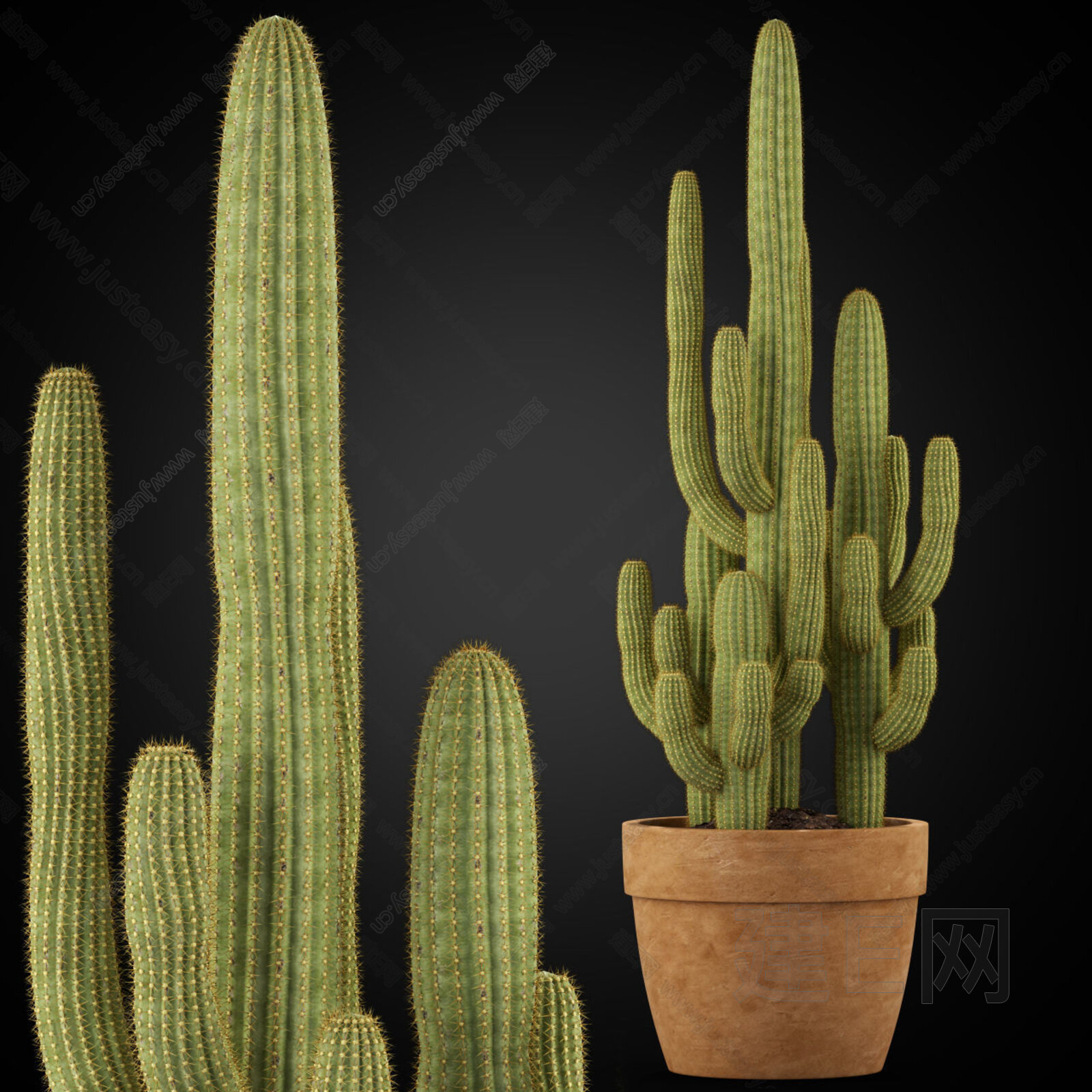 仙人掌植物3d模型下载