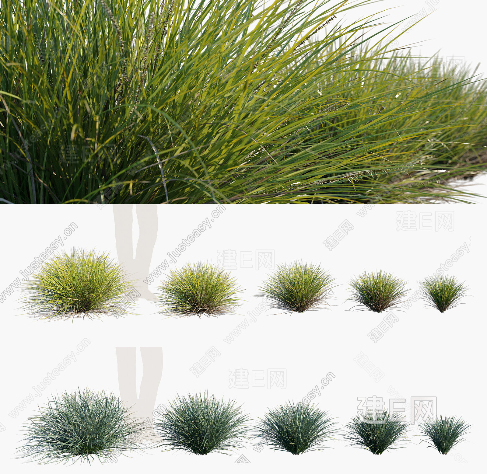 【草类植物3d模型】建E网_草类植物3d模型下载[ID:105600358]_打造3d草类植物模型免费下载平台