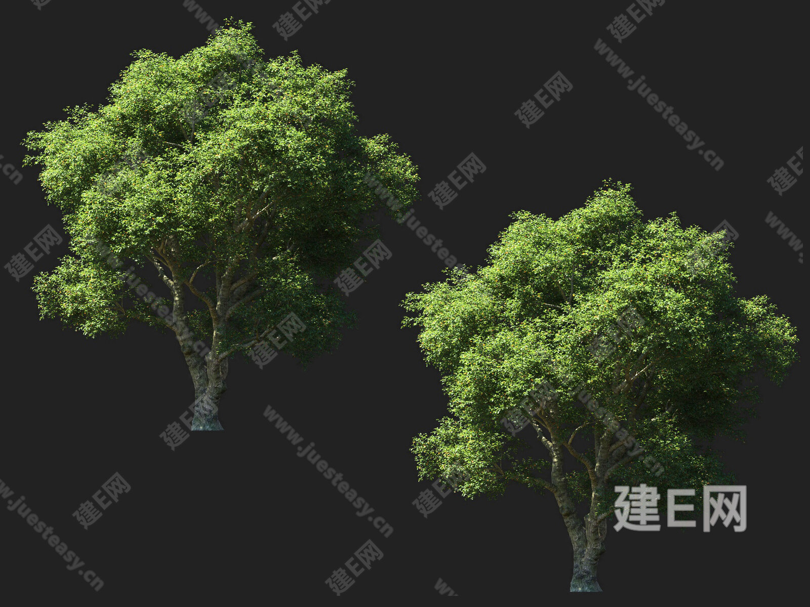 栓皮栎树3d模型下载[ID:113923931]_建e网3d模型