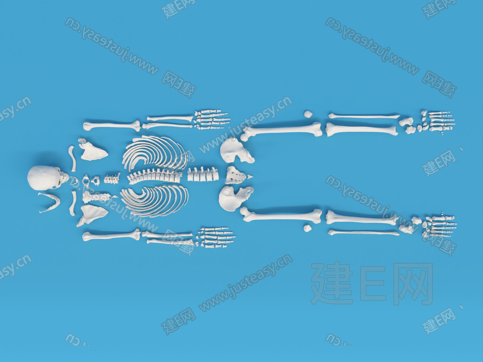 【人体骨骼3d模型】建e网_人体骨骼3d模型下载[ID:103569707]_打造3d人体骨骼模型免费下载平台