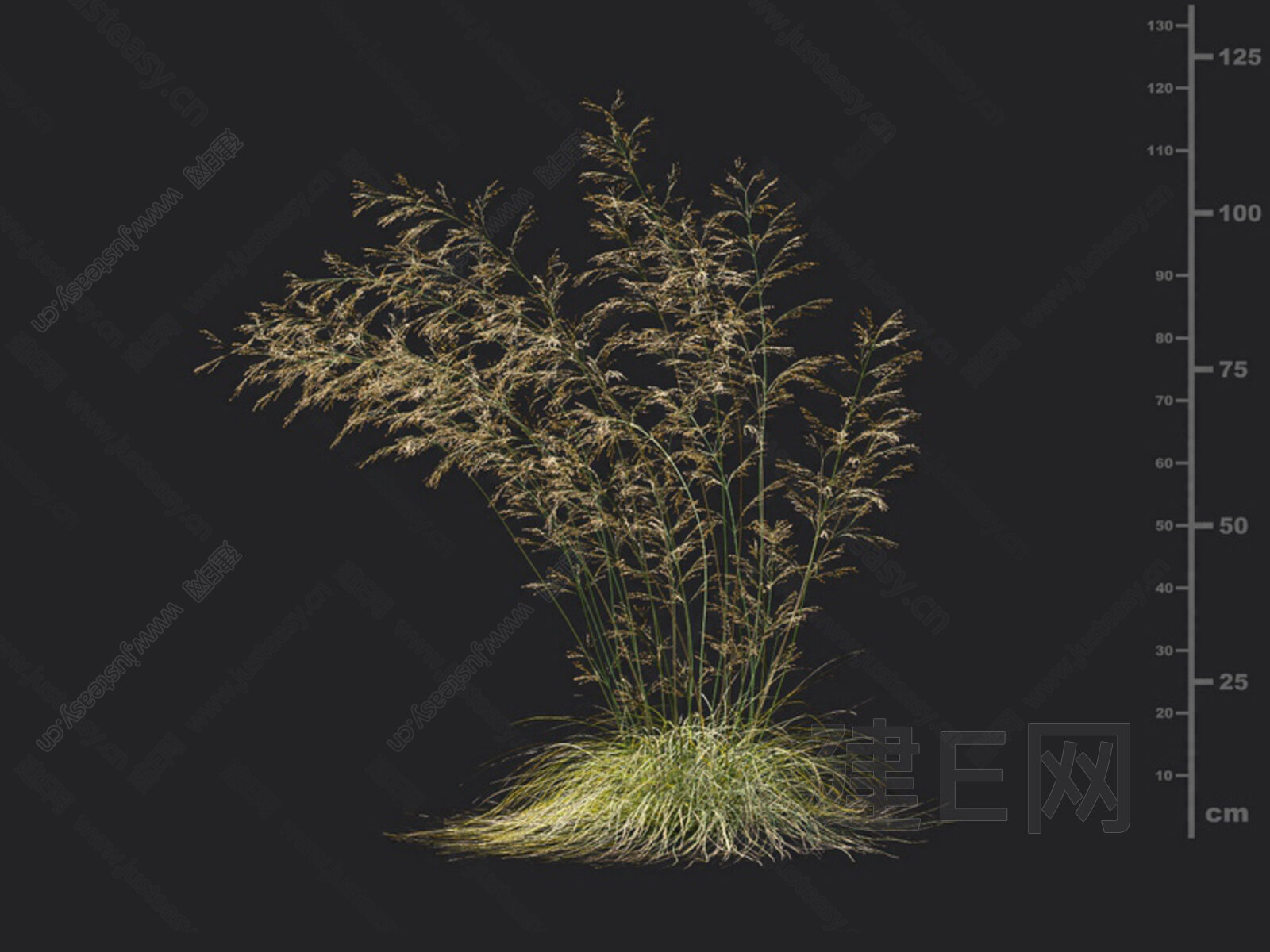 发草-甘肃草原植物-图片