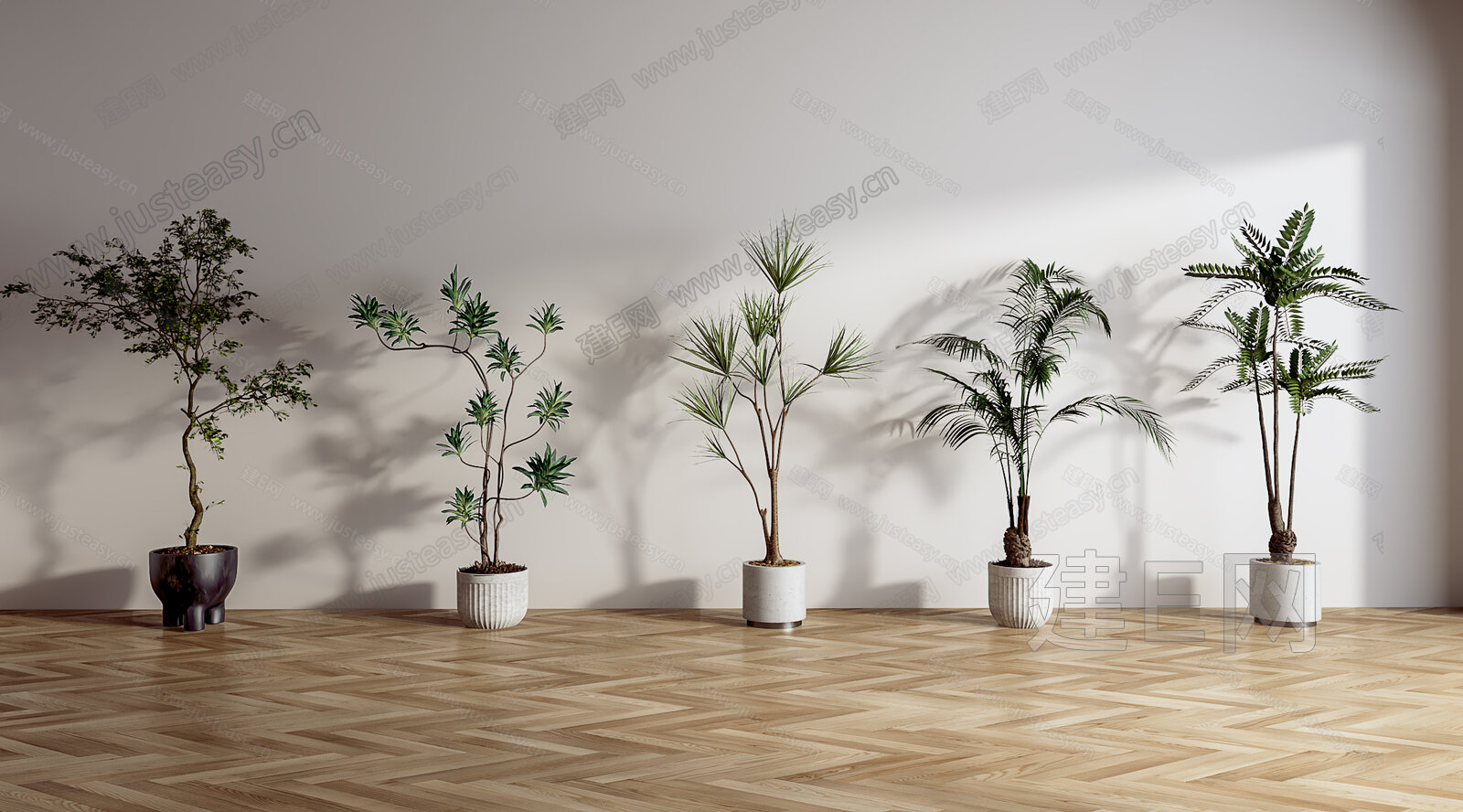 【散尾葵3d模型】建e网_散尾葵3d模型下载[ID:116087501]_打造3d散尾葵模型免费下载平台