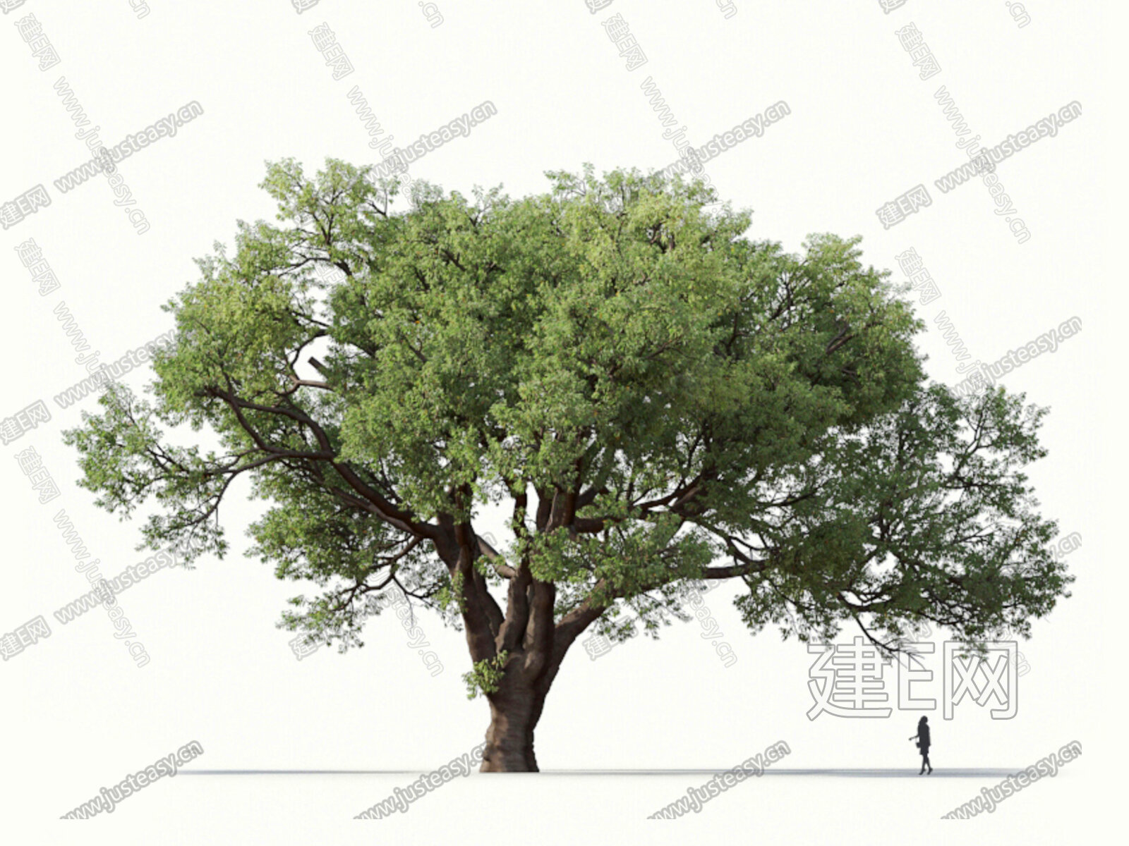 【栎树3d模型】建E网_栎树3d模型下载[ID:114253216]_打造3d栎树模型免费下载平台