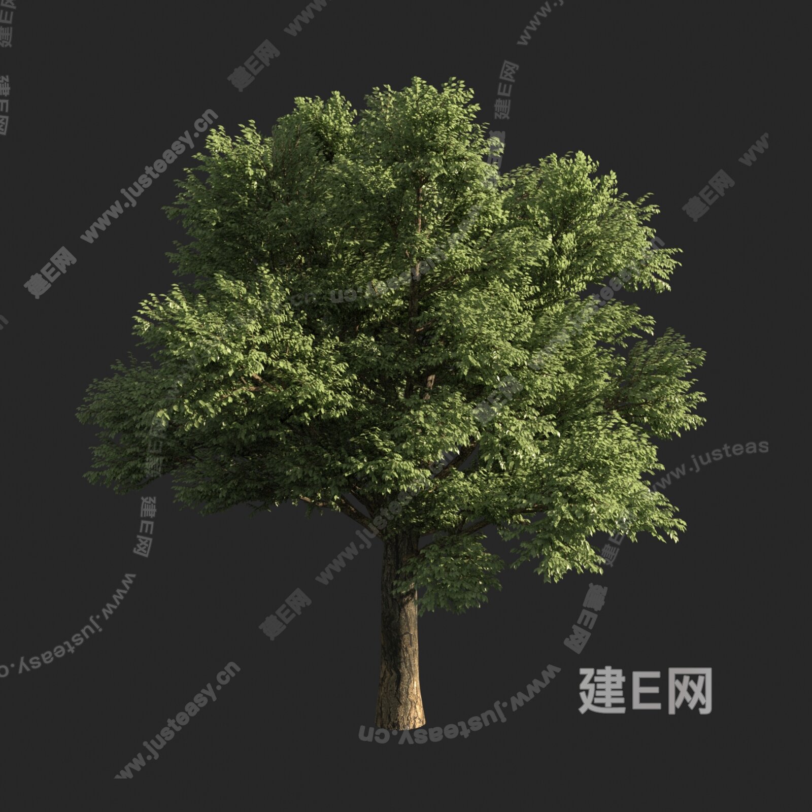 【无梗花栎树橡树3d模型】建E网_无梗花栎树橡树3d模型下载[ID:116809099]_打造3d无梗花栎树橡树模型免费下载平台