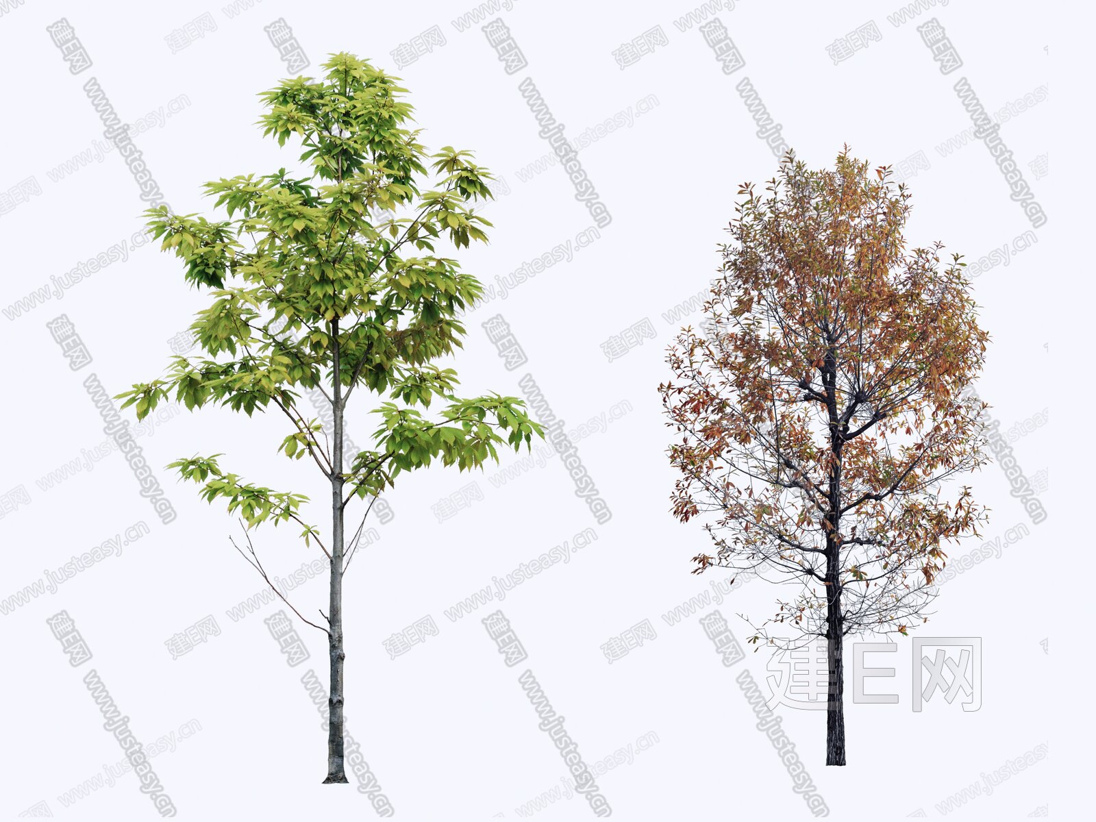 现代行道树 景观树 落叶乔木 枹栎树 2D植物模型SU模型下载[ID:117395980]_建E室内设计网