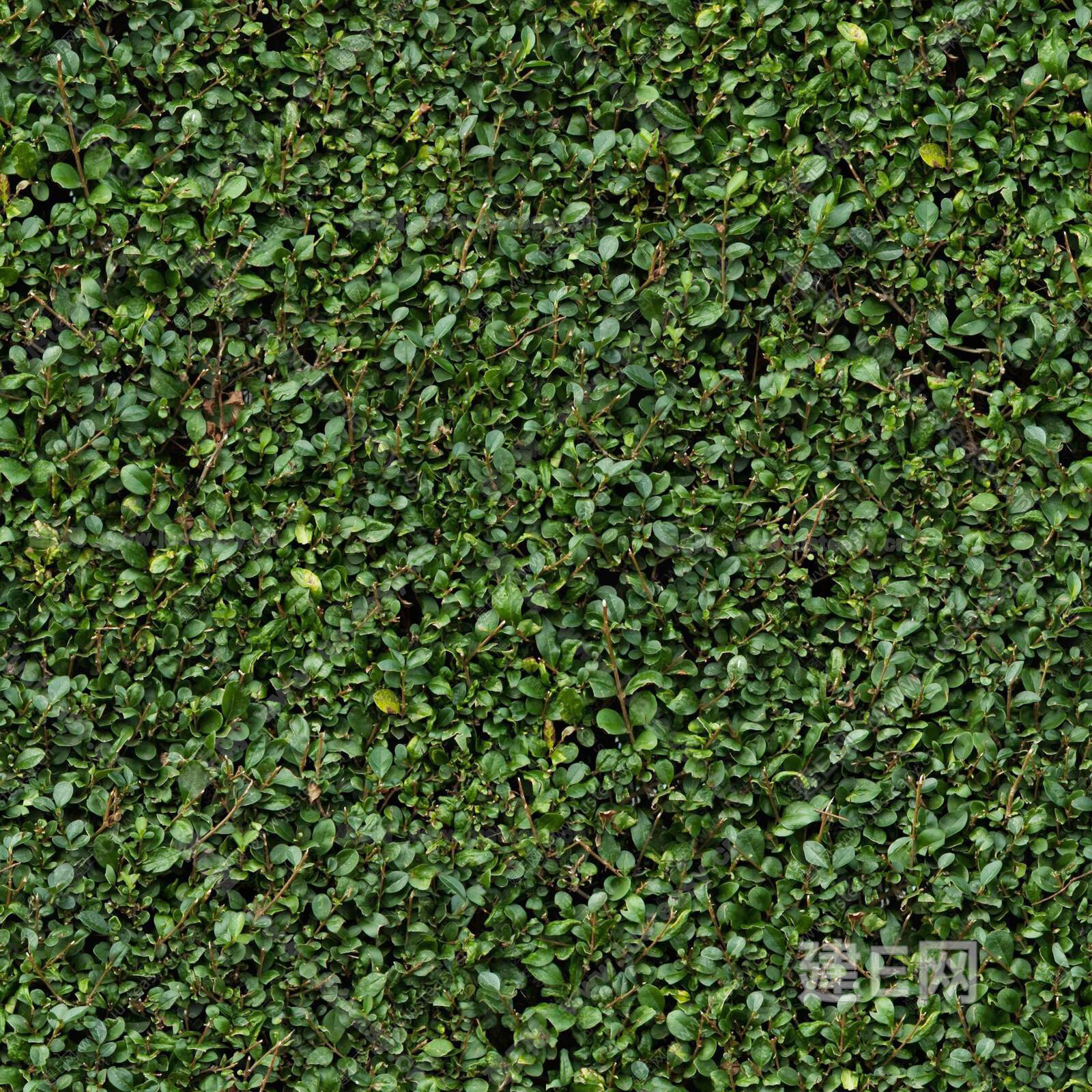 无缝茶树 矮灌木 茶叶3d贴图_无缝茶树 矮灌木 茶叶3d贴图下载_无缝