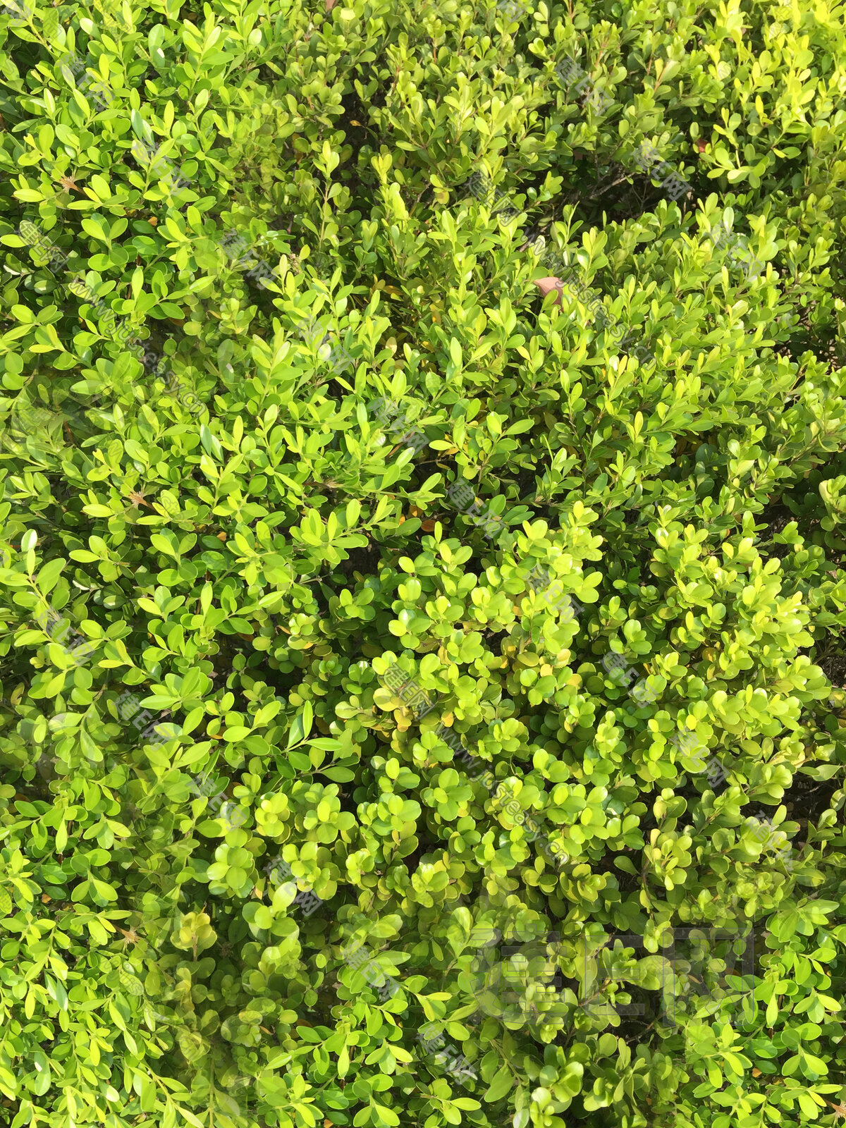绿化花带植物灌木3d贴图下载