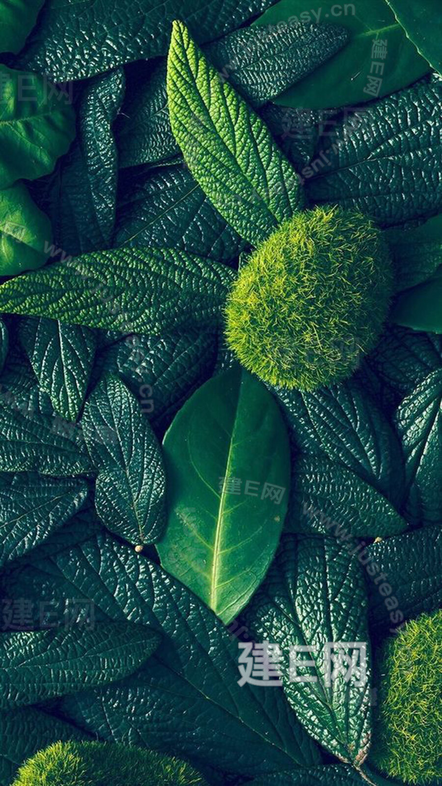 绿植3d贴图下载