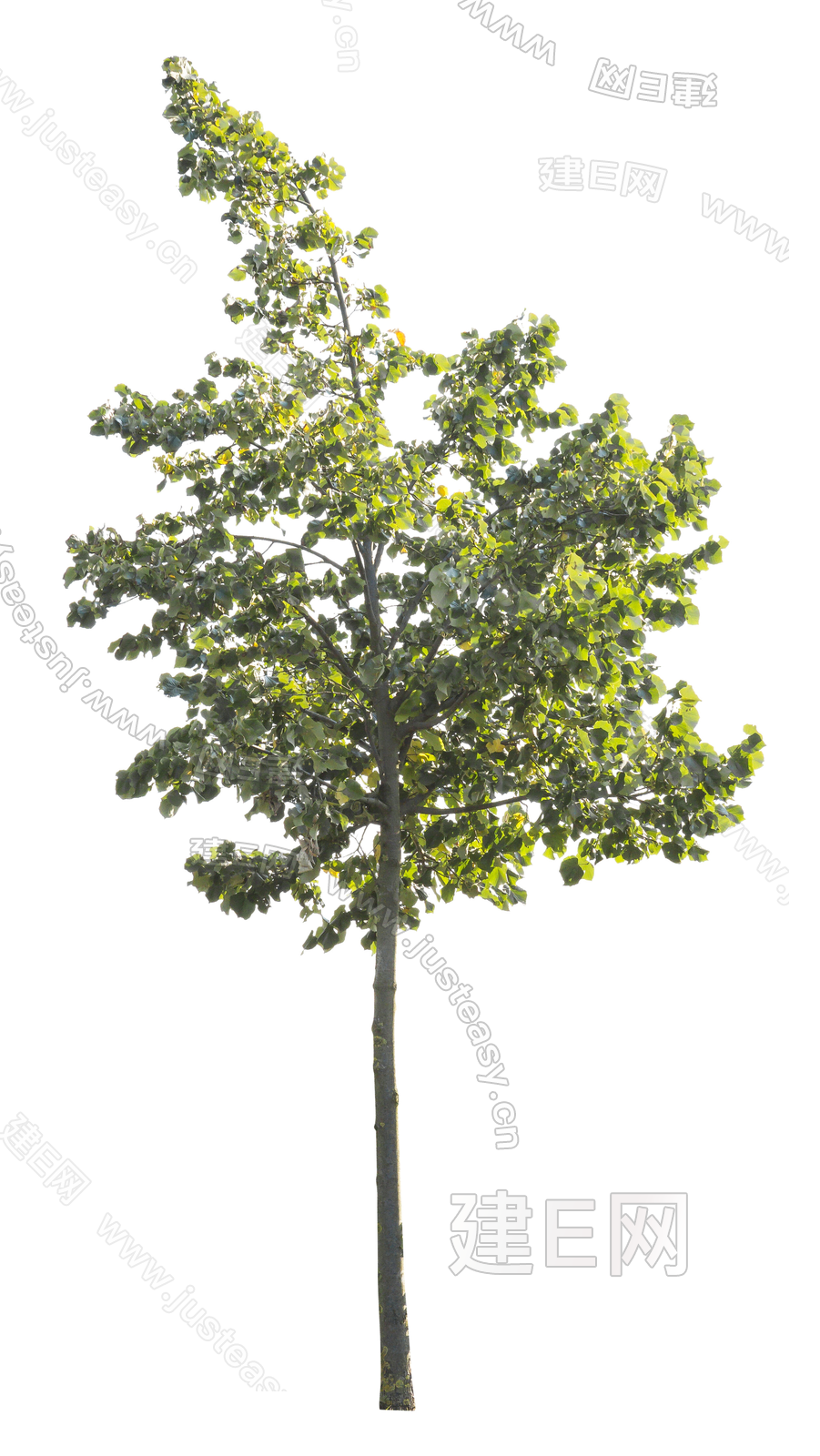 高清景观植物 树木 中景树 庭院树 通透树 乔木 png免抠素材3d贴图下载[ID:108026281]_建e贴图