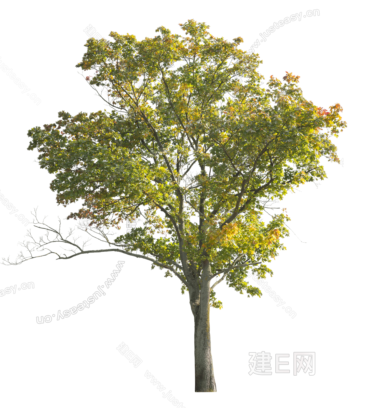 高清彩色树 中景树 庭院树 通透树 乔木 png免抠素材3d贴图下载[ID:108222888]_建e贴图