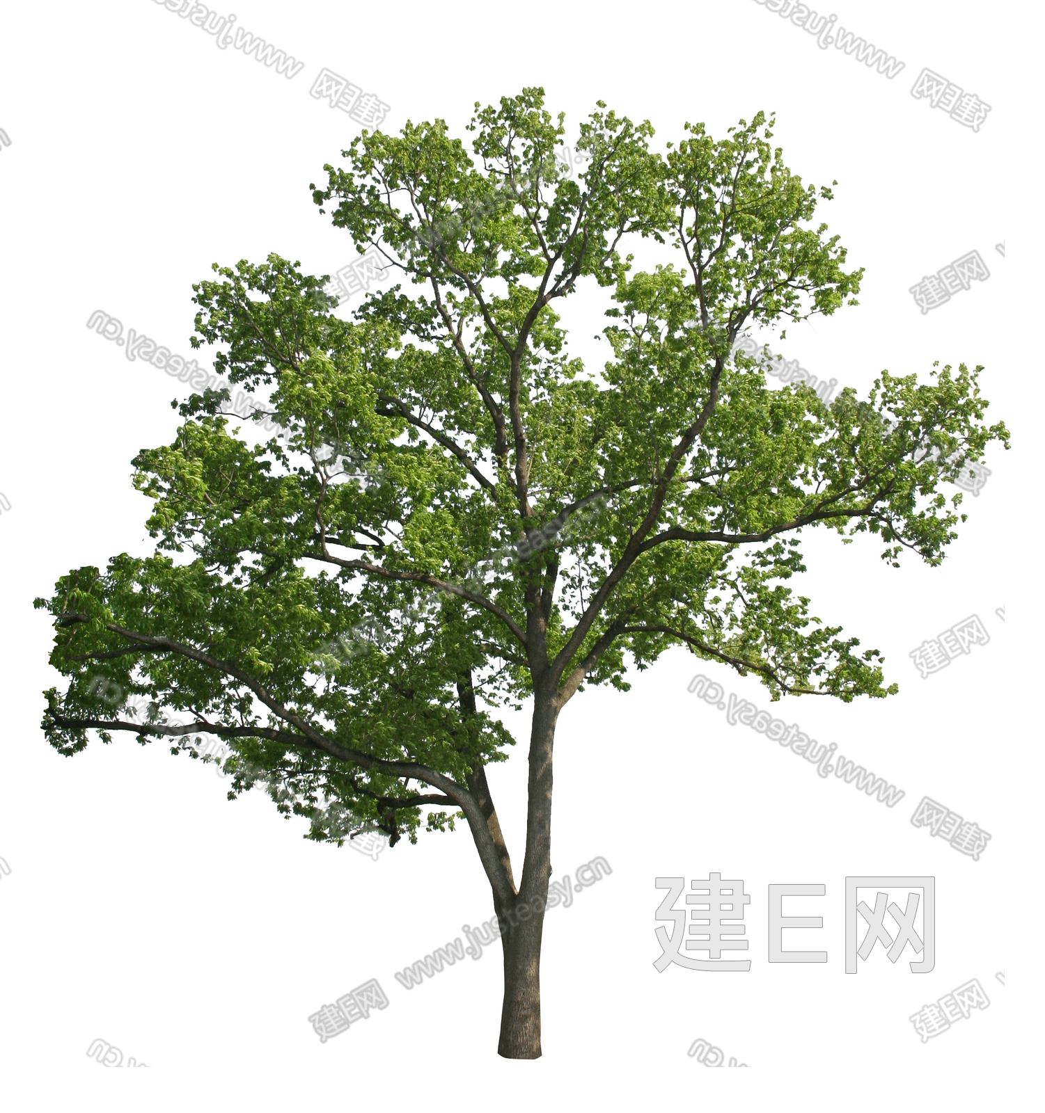 室外景观乔木樟树免抠植物png贴图3d贴图下载[ID:108222948]_建e贴图
