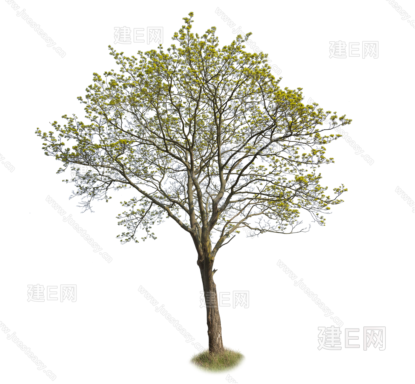 高清室外景观植物 乔木 落叶树 稀疏树枝 景观树 造型树png免抠3d贴图下载[ID:114973035]_建e贴图