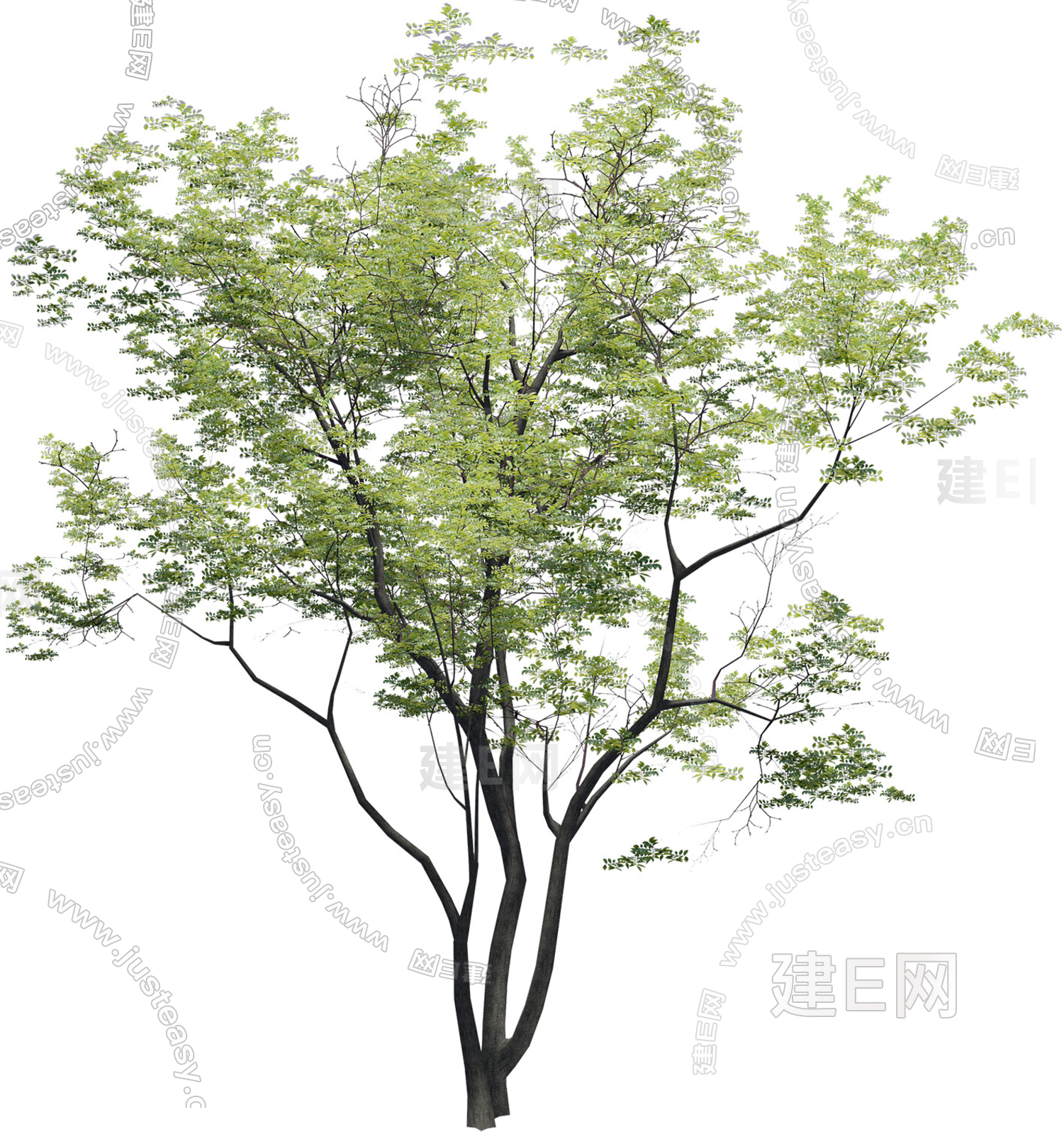 精致景观树 榉树 庭院树 常用乔木配景前景树香樟树png免抠3d贴图下载[ID:116742475]_建e贴图