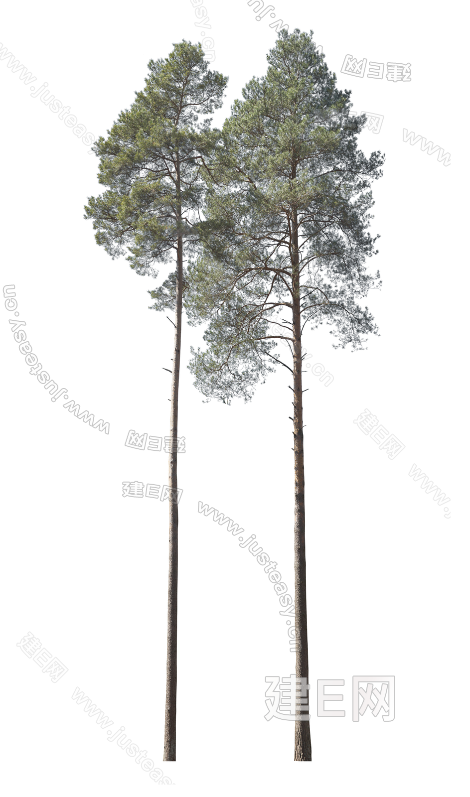 高清室外松树 常绿树乔木 落叶树 稀疏树枝 景观树 造型树png免抠3d贴图下载[ID:116742542]_建e贴图