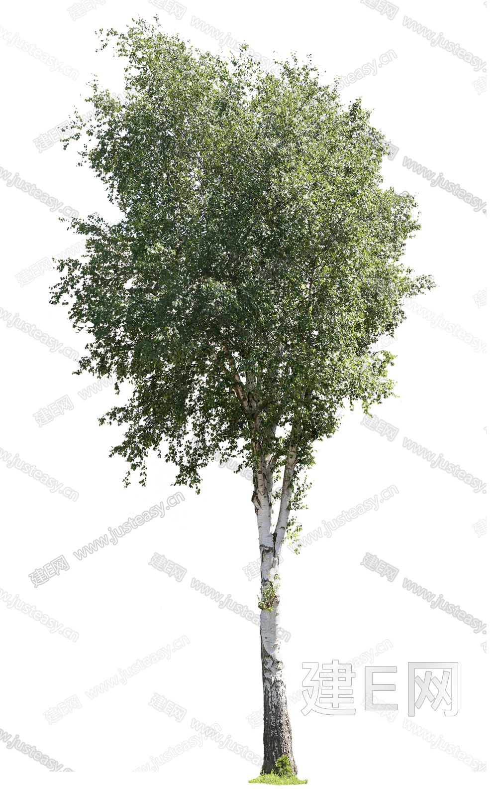 高清白桦树景观树庭院树中景树前景树秋叶树乔木png免抠3d贴图下载[ID:117266782]_建e贴图