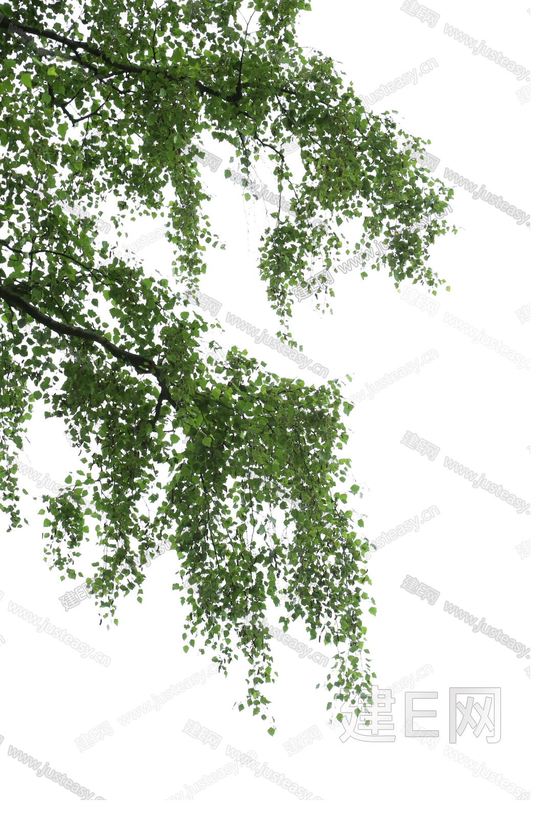 高清柳树乔木挂角树压脚树稀疏树枝景观树室外景观植物png免抠3d贴图下载[ID:117201297]_建e贴图