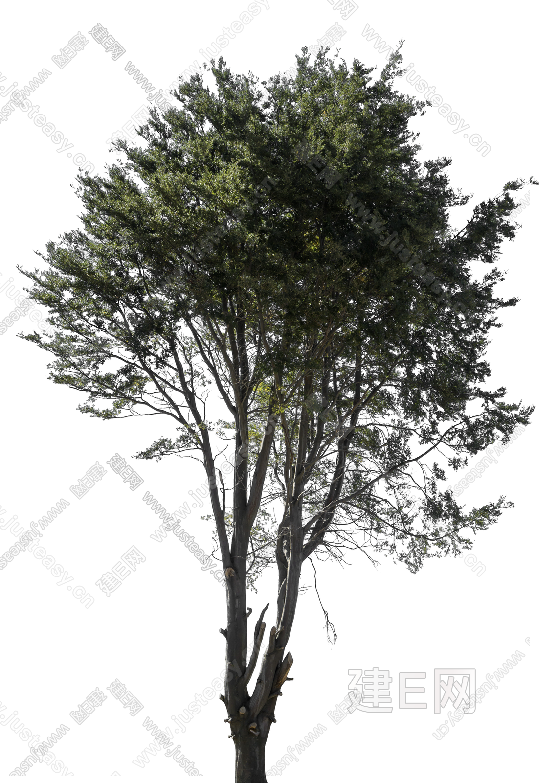 png免抠景观树庭院树常用乔木配景树木3d贴图下载[ID:105863417]_建e贴图
