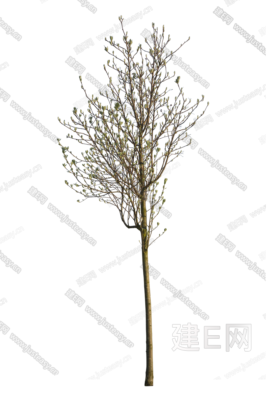 png免抠高清庭院树 景观树 稀疏树 中景树 乔木 植物 小树3d贴图下载[ID:105863179]_建e贴图