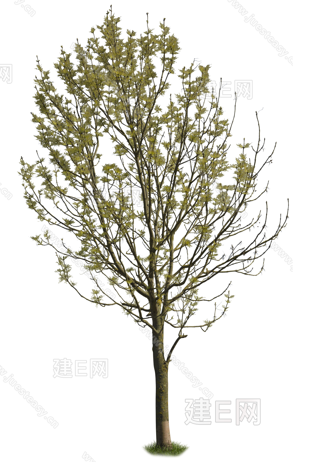 png免抠高清艺术造型树 稀疏树 庭院树 景观树 中景树 乔木植物3d贴图下载[ID:105863338]_建e贴图
