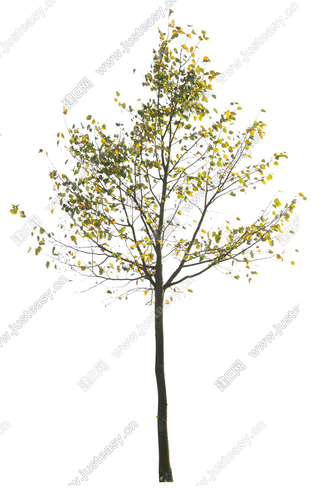 png免抠高清庭院树 景观树 稀疏树 中景树 乔木 植物 小树3d贴图下载[ID:105863226]_建e贴图