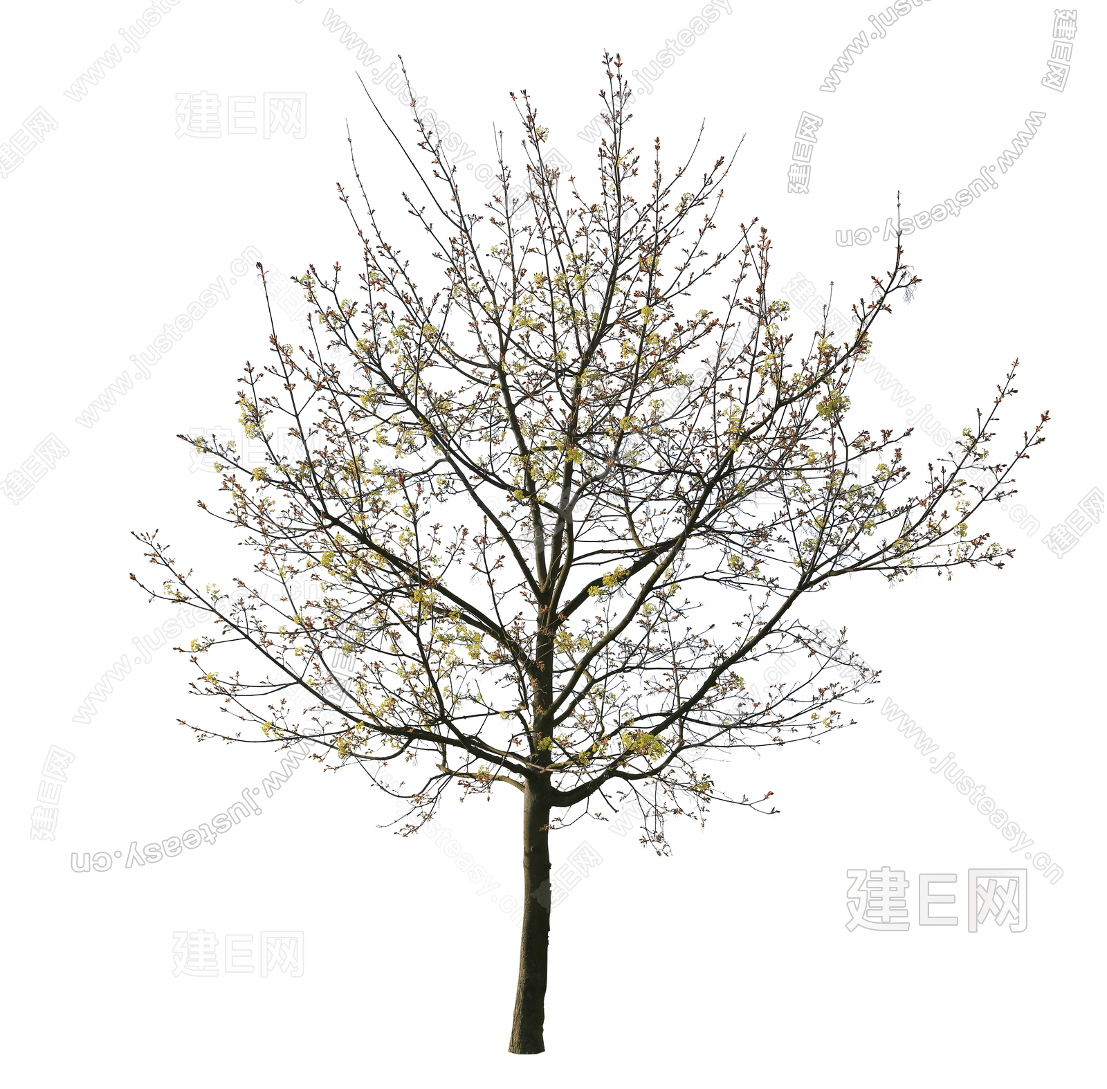 常用植物 树木 绿植 乔木 景观树 庭院树 造型树 稀疏树 枯树免扣贴图3d贴图下载[ID:105928803]_建e贴图