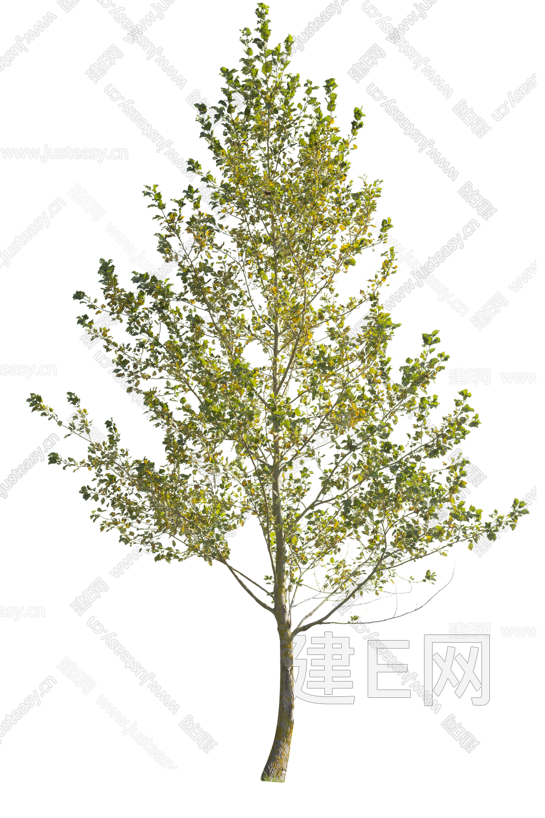 常用植物 树木 绿植 乔木 景观树 庭院树 造型树 秋叶树免扣贴图3d贴图下载[ID:105928722]_建e贴图