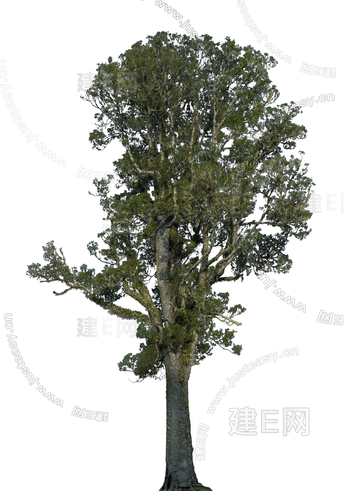 常用植物 树木 绿植 乔木 景观树 庭院树 造型树 免扣贴图3d贴图下载[ID:105928901]_建e贴图
