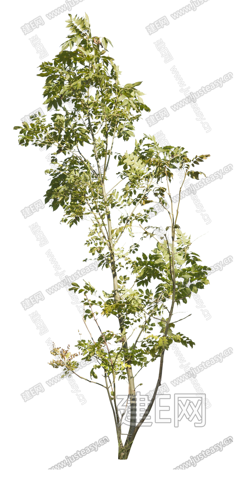 常用植物 树木 绿植 乔木 景观树 庭院树 造型树 稀疏树免扣贴图3d贴图下载[ID:105928725]_建e贴图