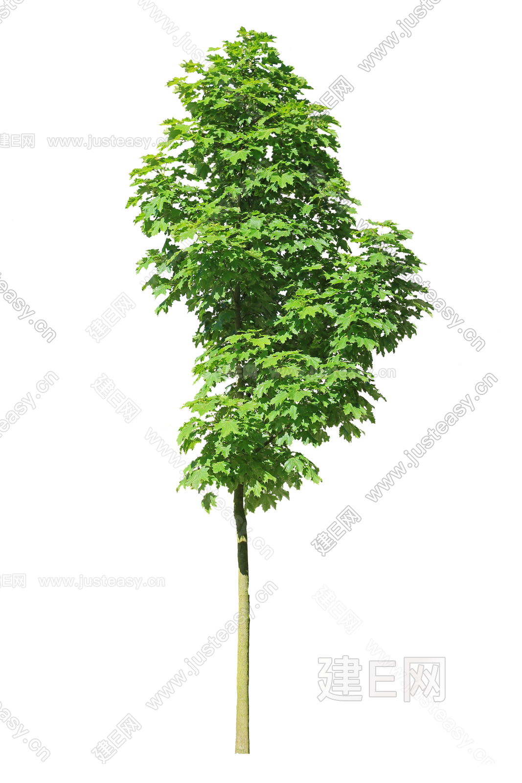 png免抠植物树木乔木造型树景观树庭院树中景树3d贴图下载[ID:101275839]_建e贴图