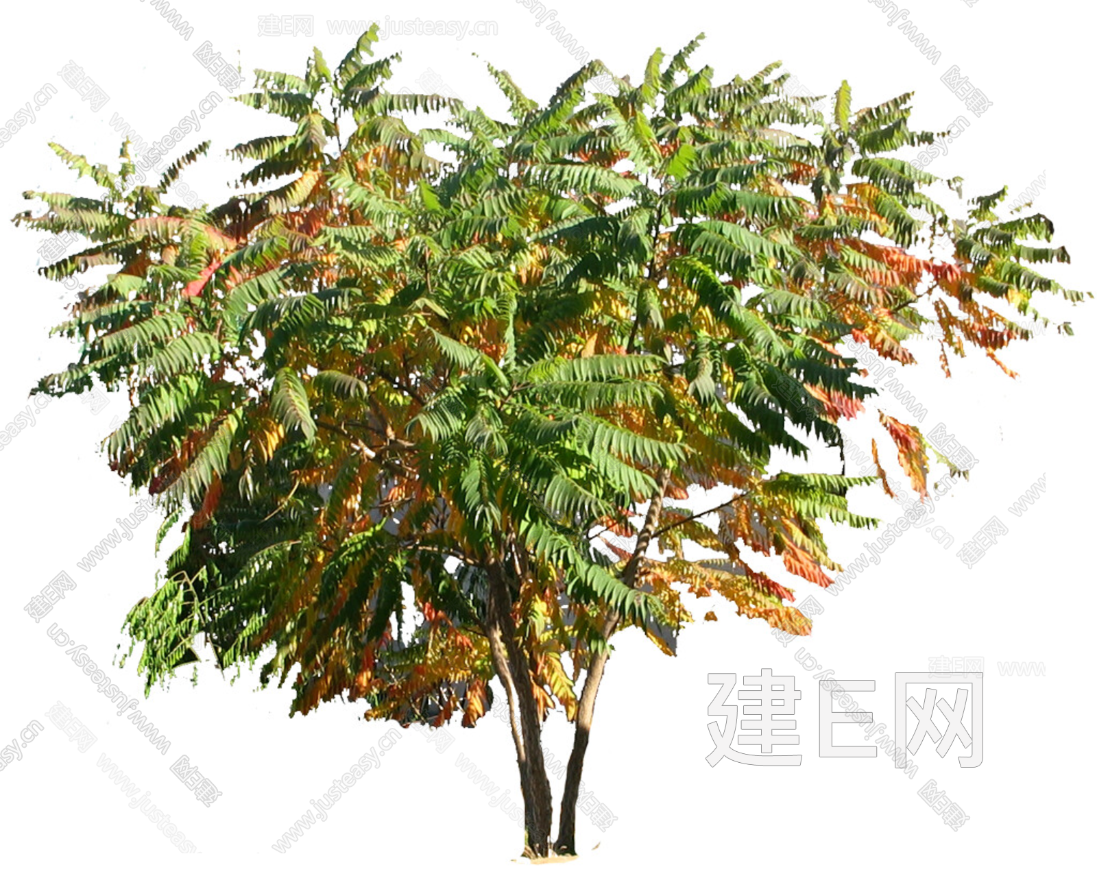 PNG免扣植物火炬树3d贴图下载[ID:108551153]_建e贴图