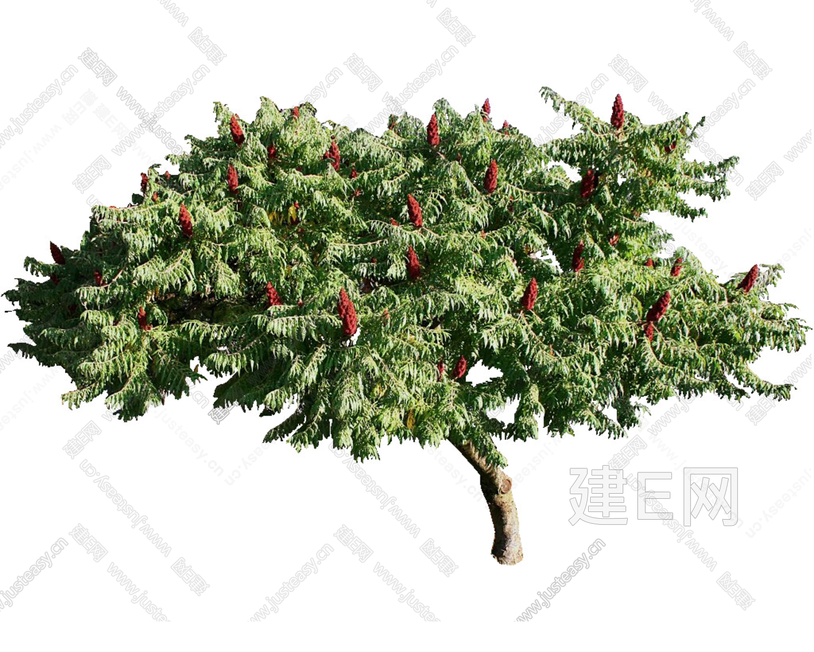 PNG免扣植物火炬树3d贴图下载[ID:108551137]_建e贴图