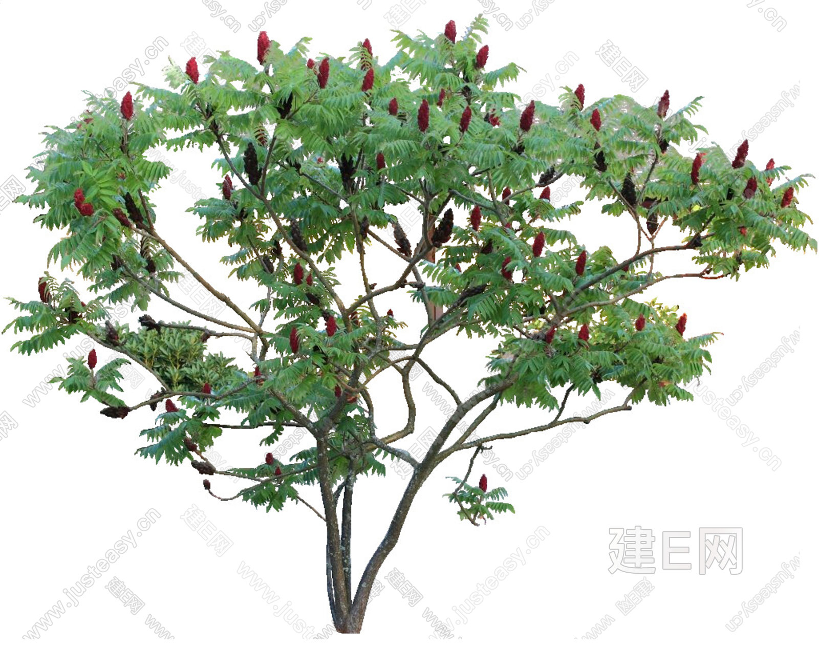PNG免扣植物火炬树3d贴图下载[ID:108551121]_建e贴图