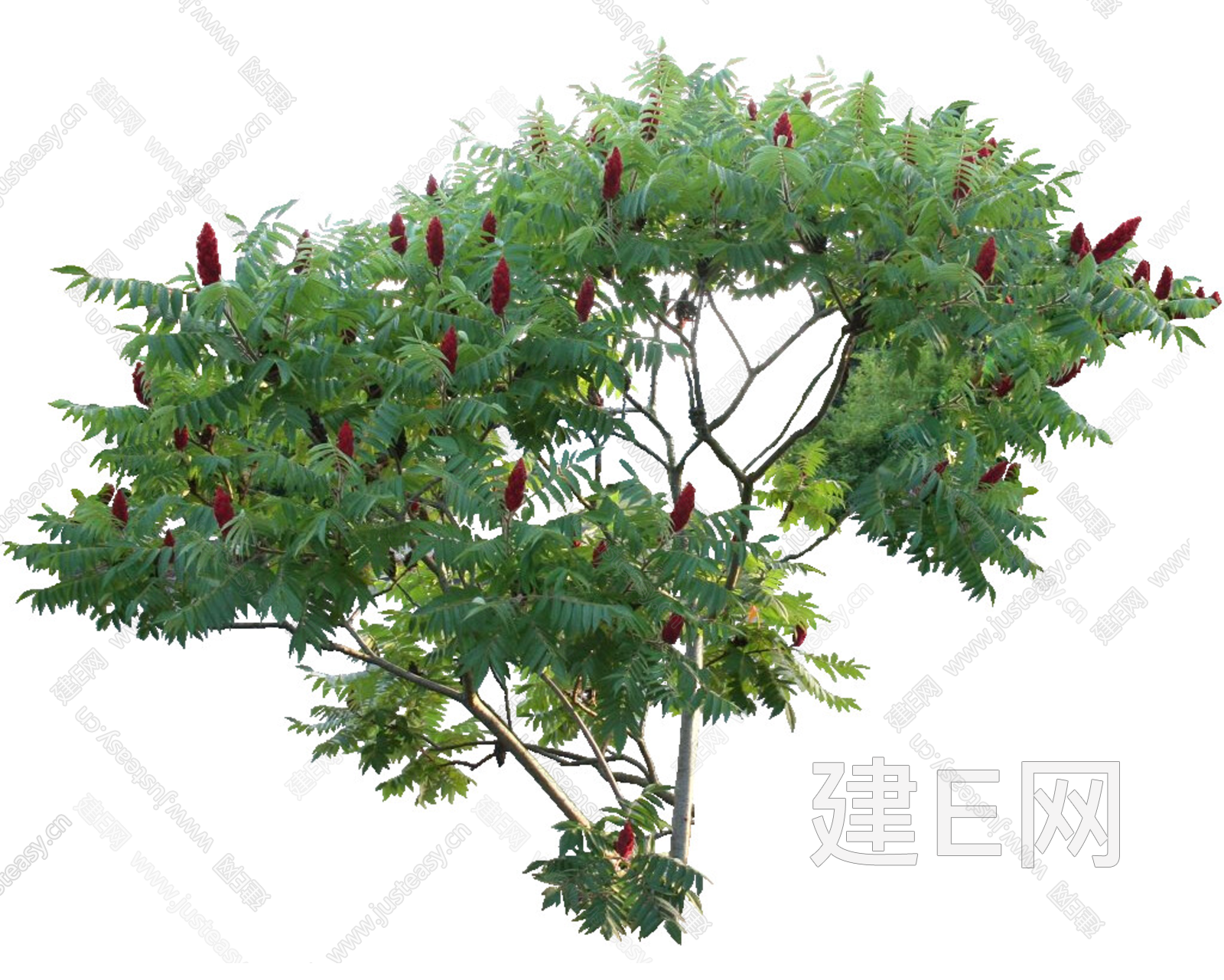 PNG免扣植物火炬树3d贴图下载[ID:108551105]_建e贴图