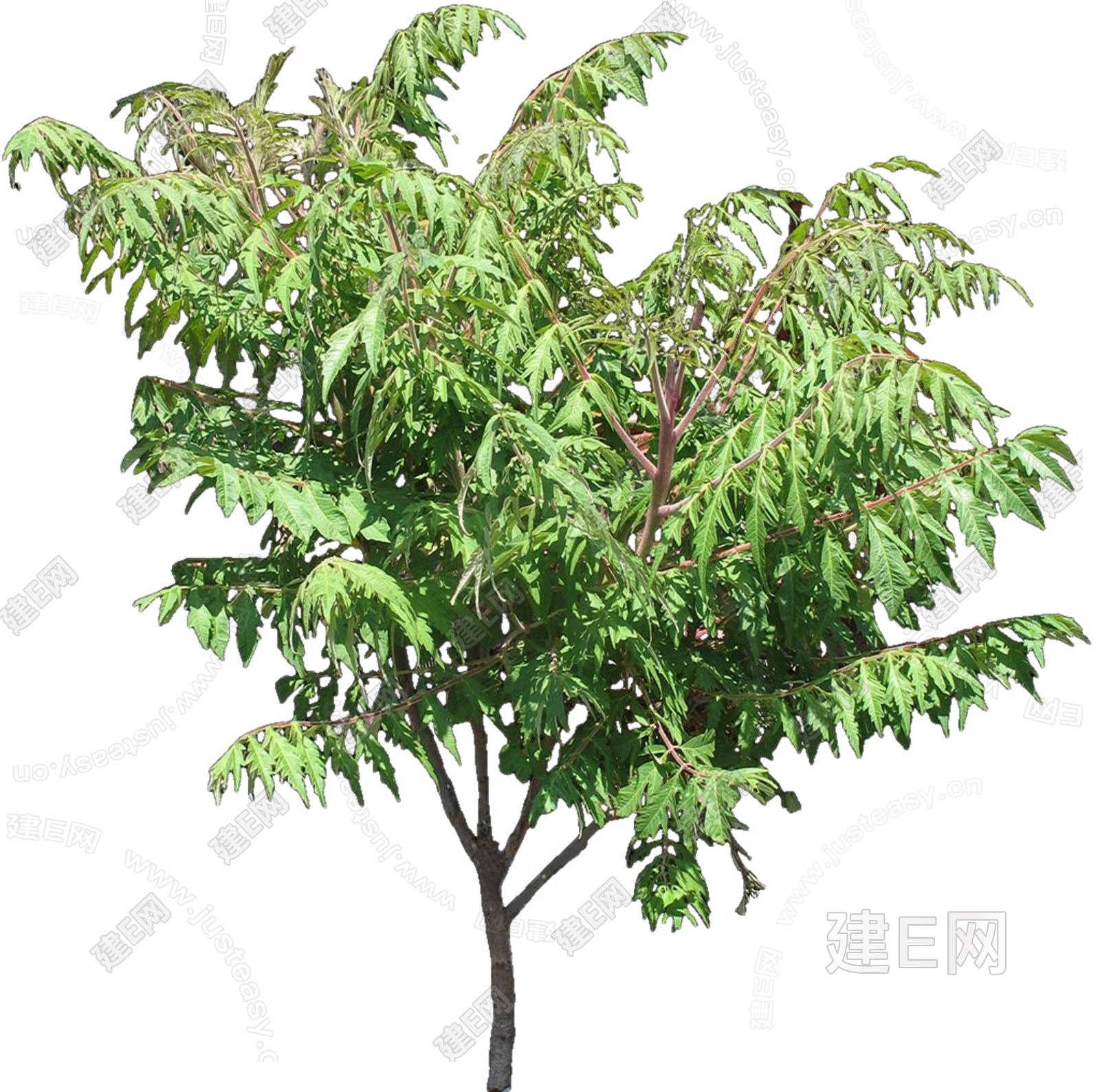 PNG免扣植物火炬树3d贴图下载[ID:108550961]_建e贴图