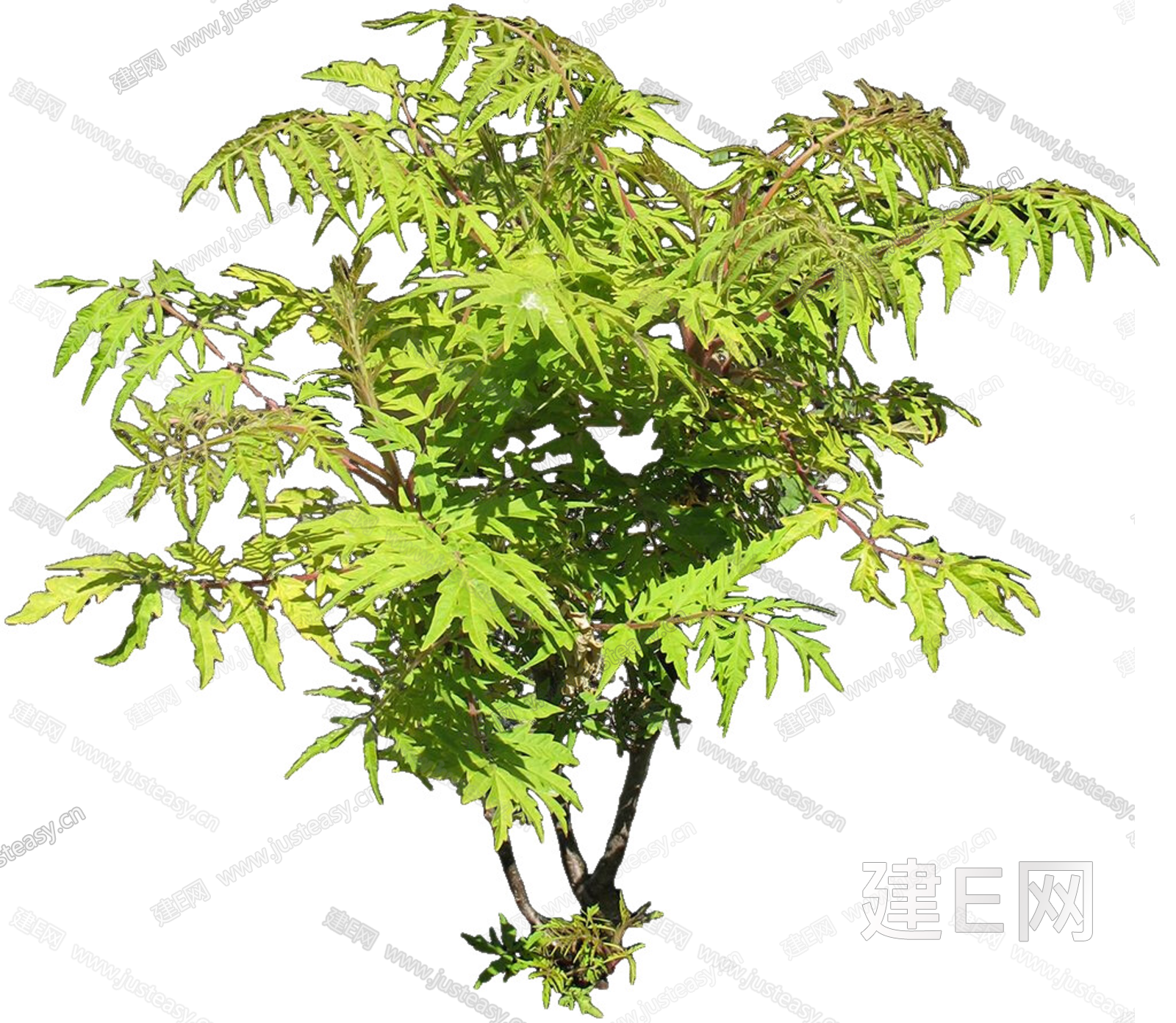 PNG免扣植物火炬树3d贴图下载[ID:108551056]_建e贴图