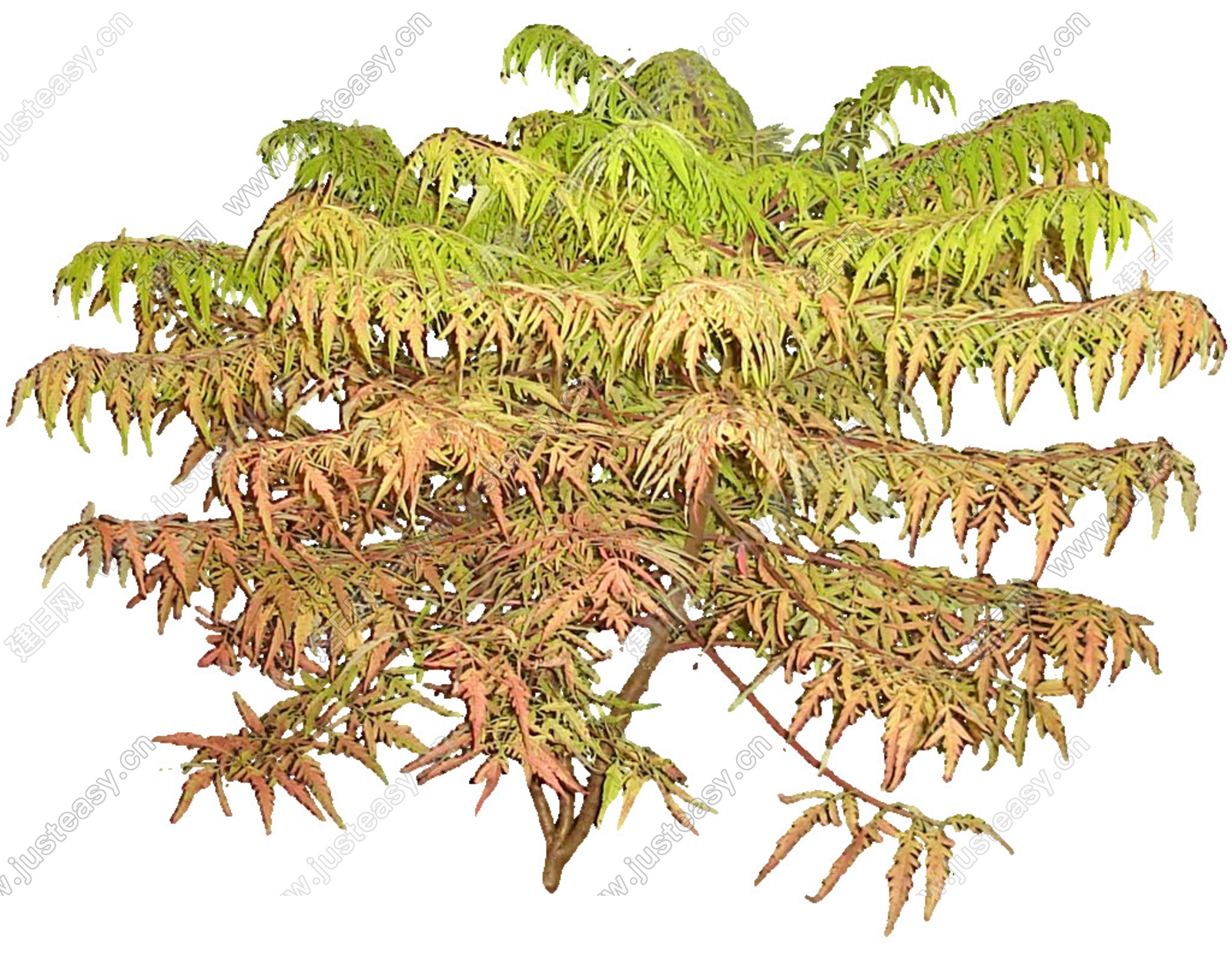 PNG免扣植物火炬树3d贴图下载[ID:108551104]_建e贴图