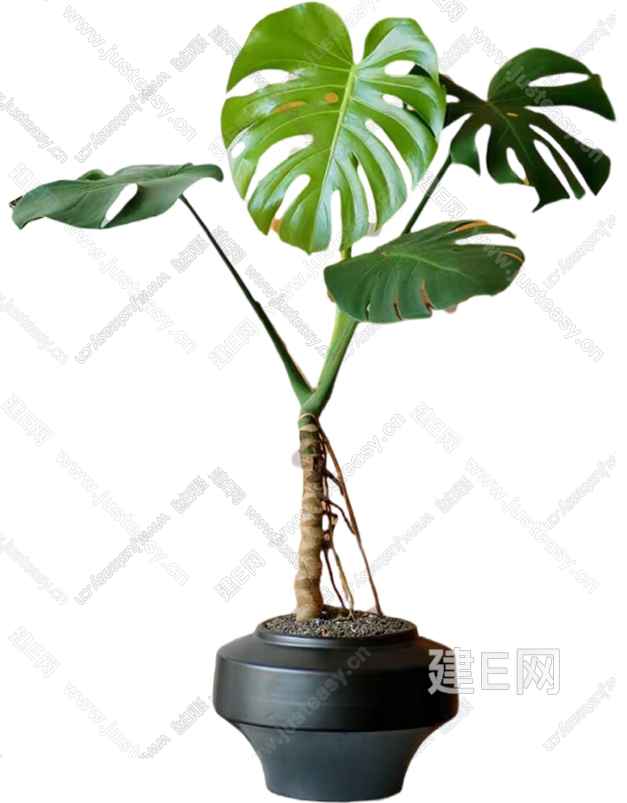 PNG免抠盆栽植物龟背竹3d贴图下载[ID:114252400]_建E室内设计网