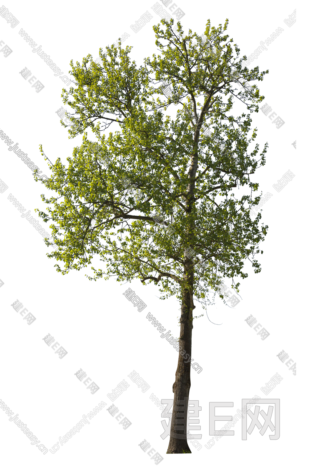 png免抠景观树庭院树乔木植物3d贴图下载[ID:116153023]_建E室内设计网