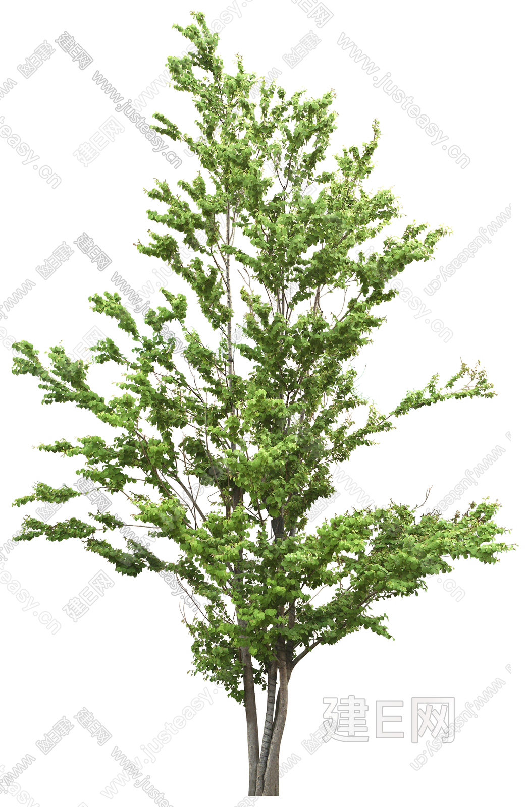 PSD免抠庭院树树木植物景观树乔木3d贴图下载[ID:116742734]_建E室内设计网