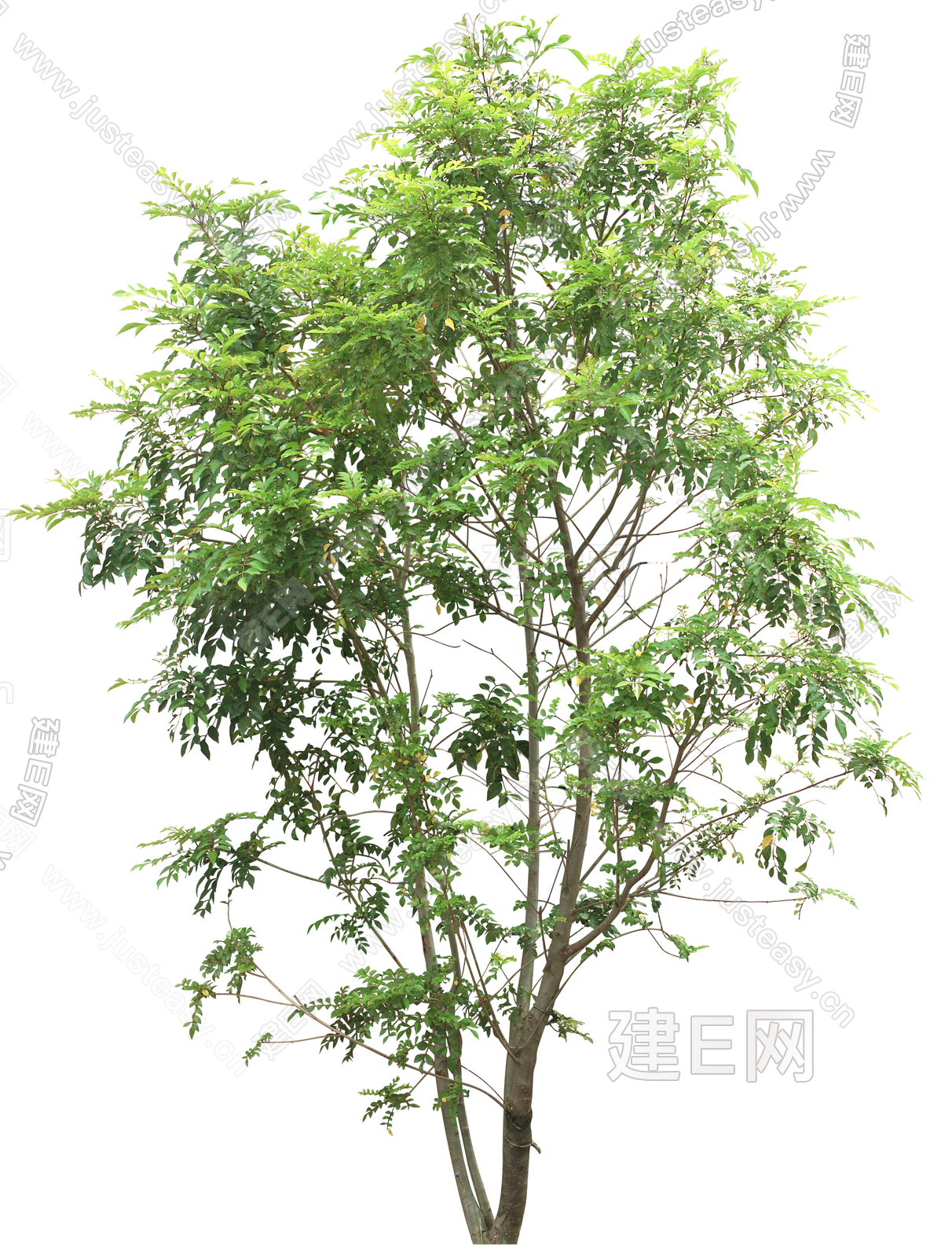png免抠乔木庭院树景观树树木植物3d贴图下载[ID:116677304]_建e贴图