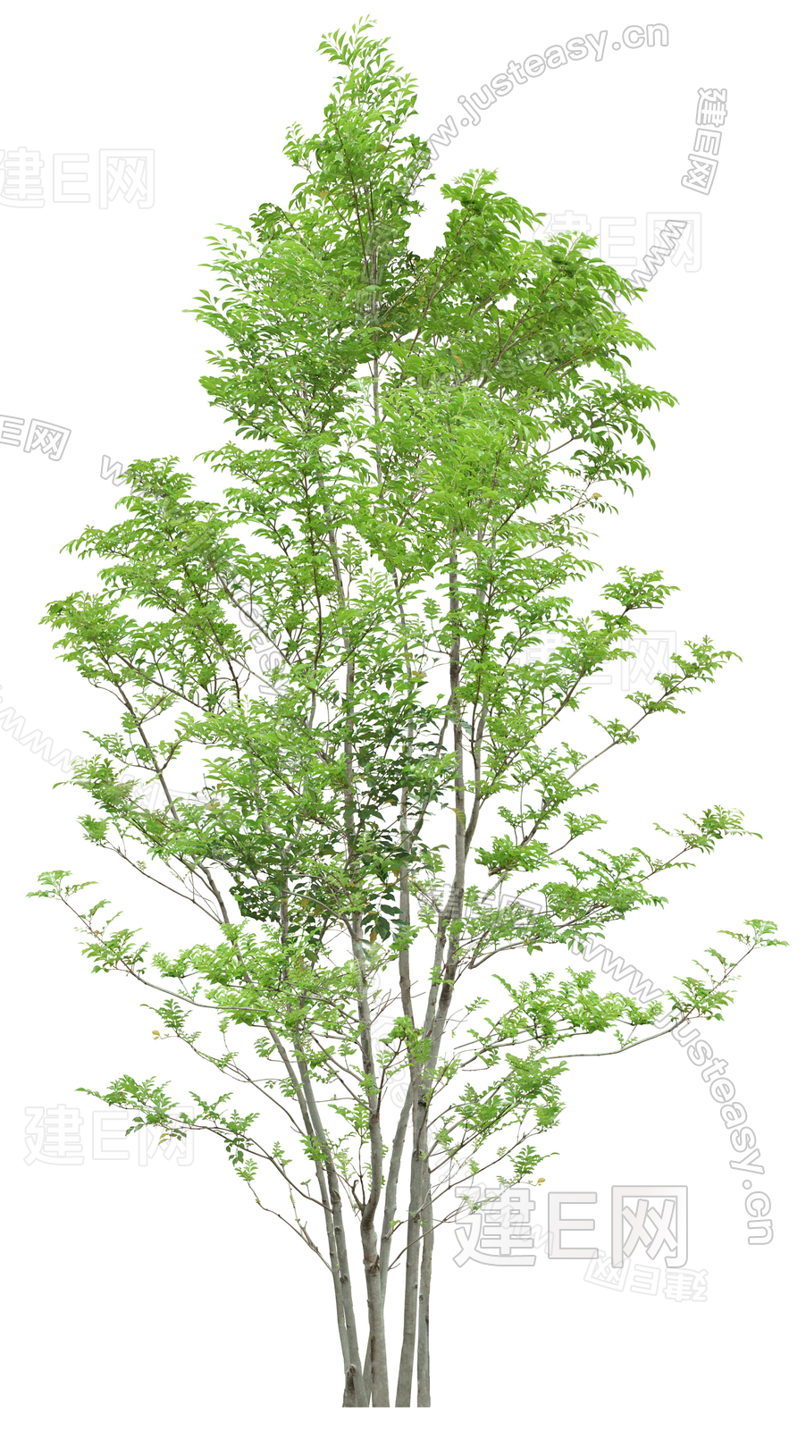 png免抠前景树造型树常绿树植物树木乔木景观树庭院树鸟瞰树行道树3d贴图下载[ID:116677262]_建E室内设计网