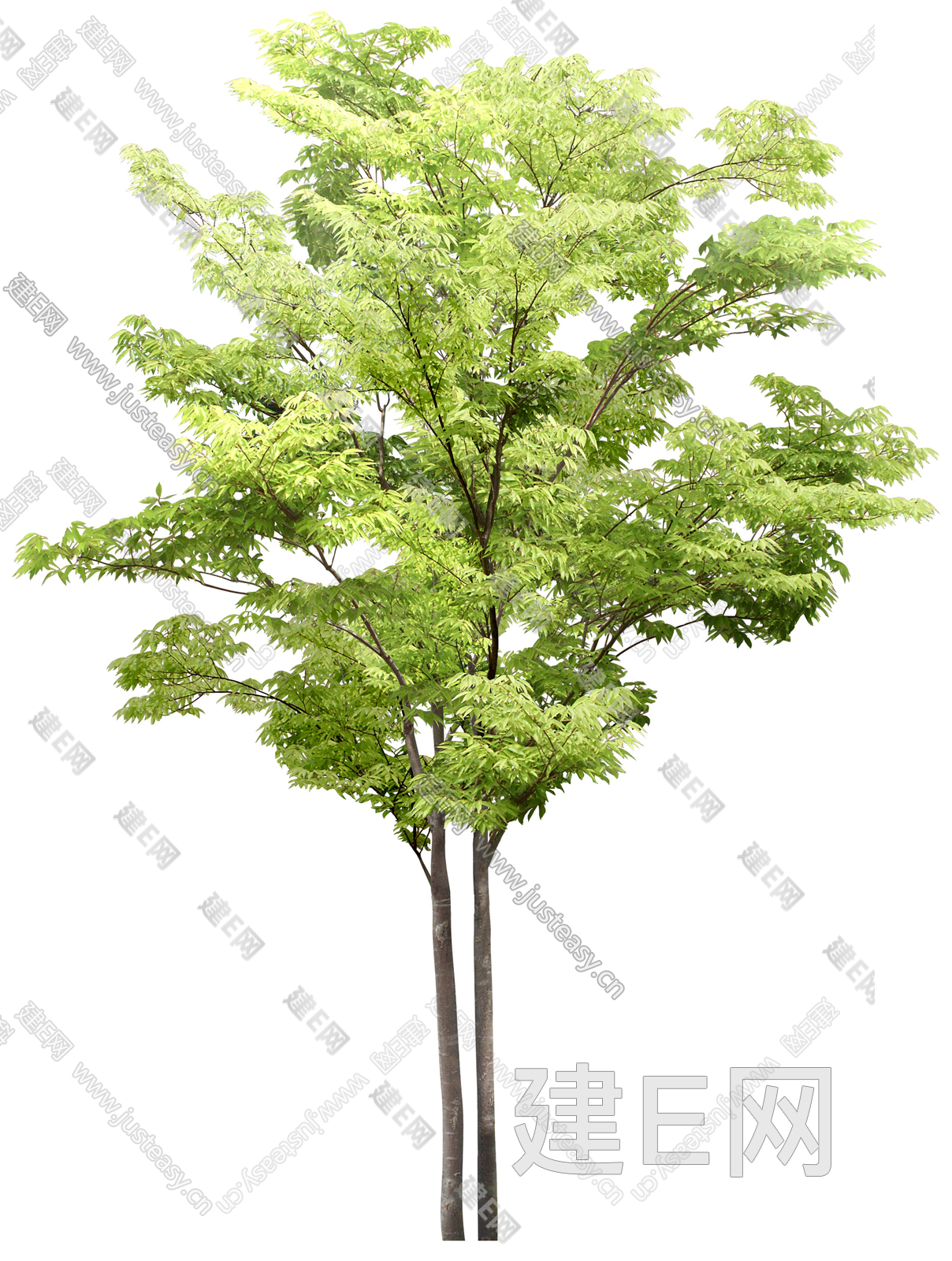 png免抠植物树木乔木景观树庭院树鸟瞰树行道树前景树造型树常绿树3d贴图下载[ID:116677150]_建E室内设计网