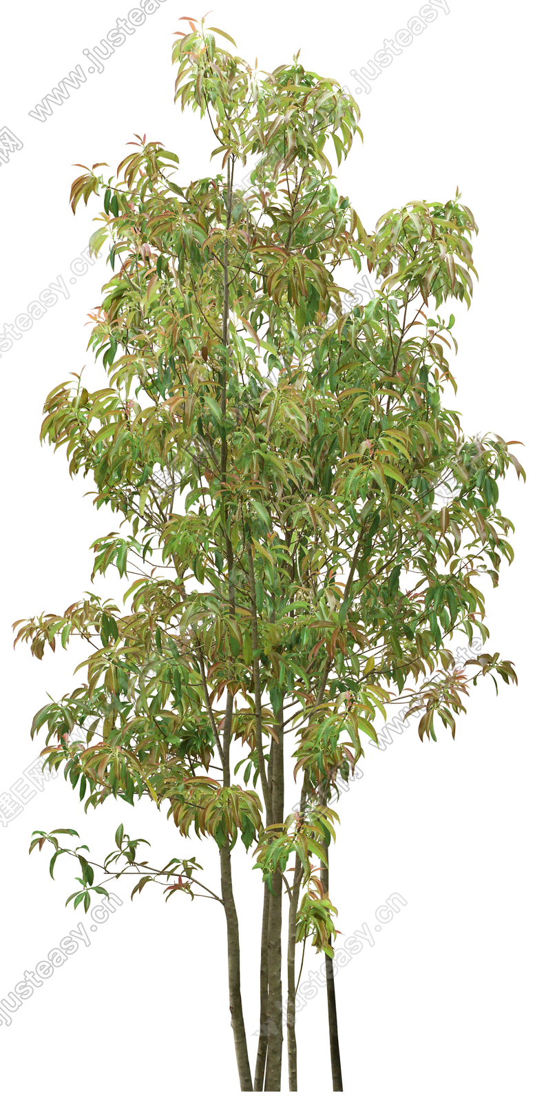 高清中景树 庭院树 通透树 乔木png免抠冬季树 景观树植物png免抠素材3d贴图下载[ID:116677246]_建E室内设计网