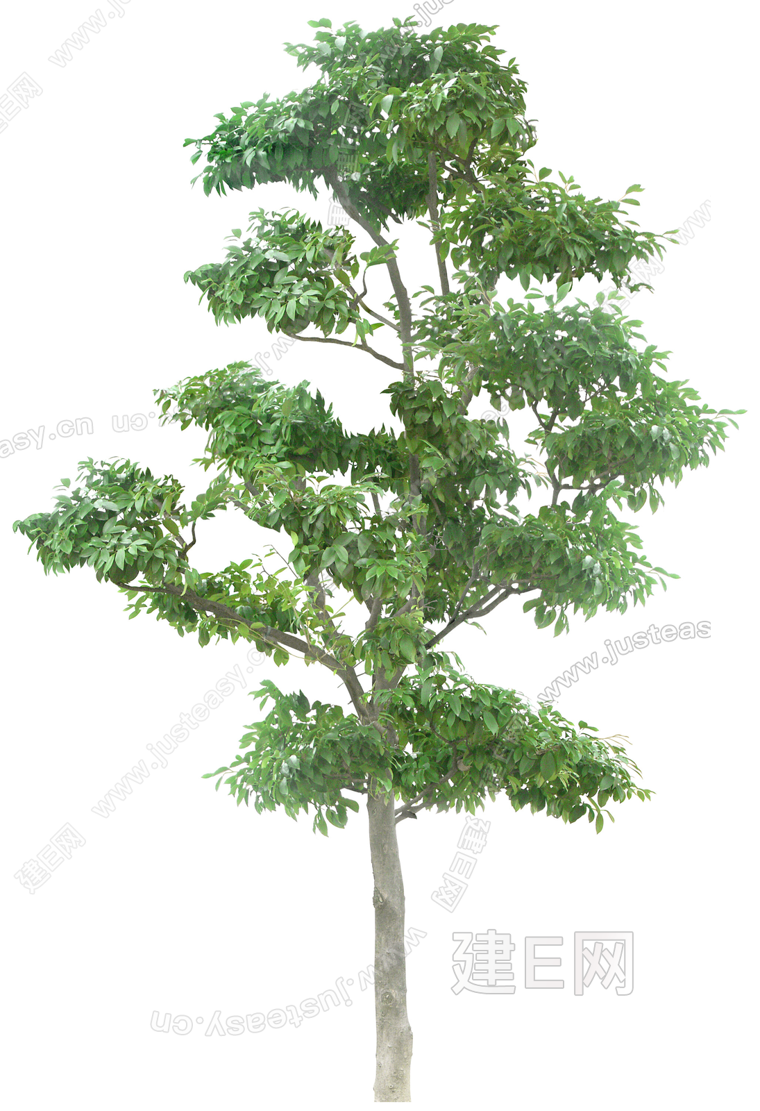 png免抠前景树造型树常绿树植物树木乔木景观树庭院树鸟瞰树行道树3d贴图下载[ID:117135890]_建E室内设计网