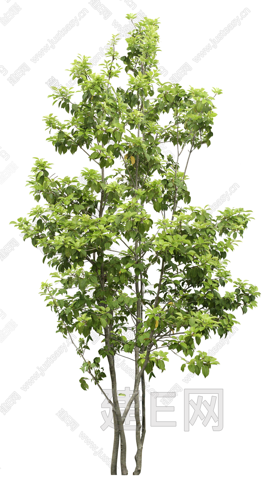 高清中景树 庭院树 通透树 乔木 景观树植物png免抠素材3d贴图下载[ID:117135986]_建E室内设计网