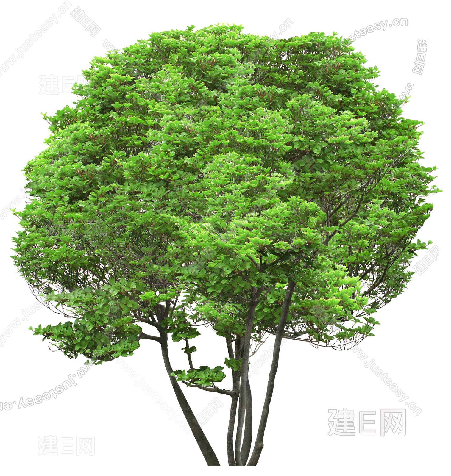 高清中景树 庭院树 通透树 乔木 造型树 植物 景观树植物png免抠素材3d贴图下载[ID:117135954]_建E室内设计网