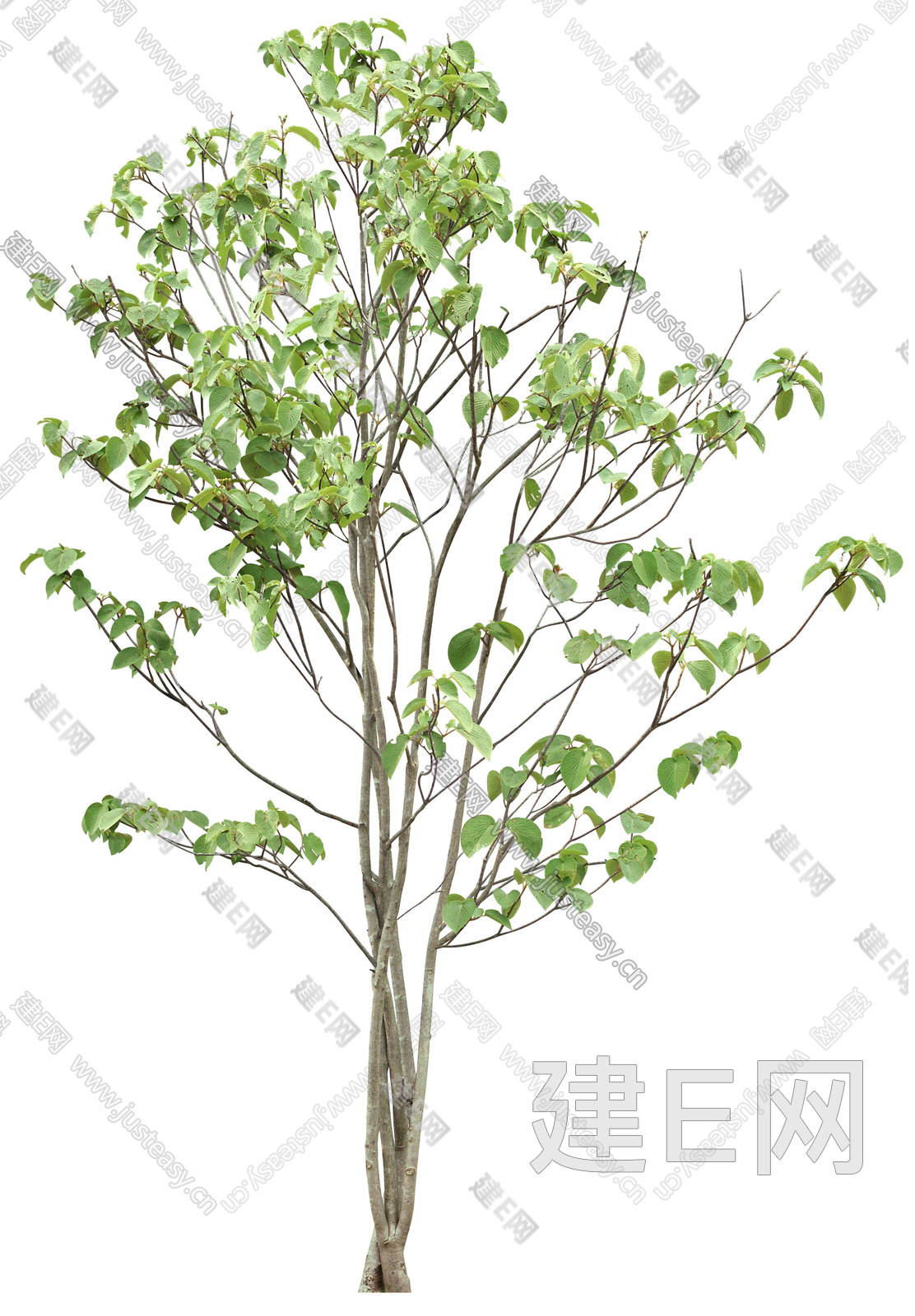 png免抠中景树 庭院树 通透树 乔木 造型树 植物 景观树植物素材3d贴图下载[ID:117135893]_建E室内设计网