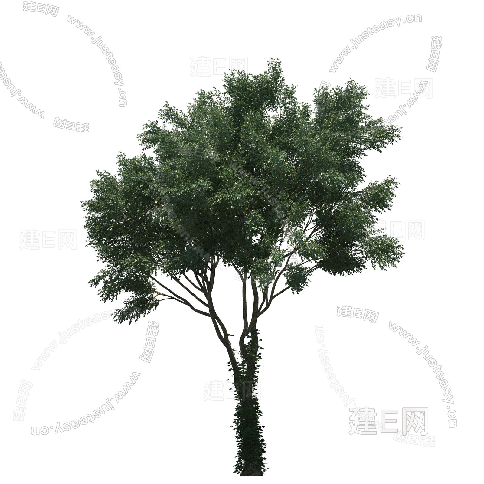 高清常绿树 中景树 庭院树 茂密树 乔木 景观树 大树植物png免抠素材3d贴图下载[ID:104946980]_建E室内设计网