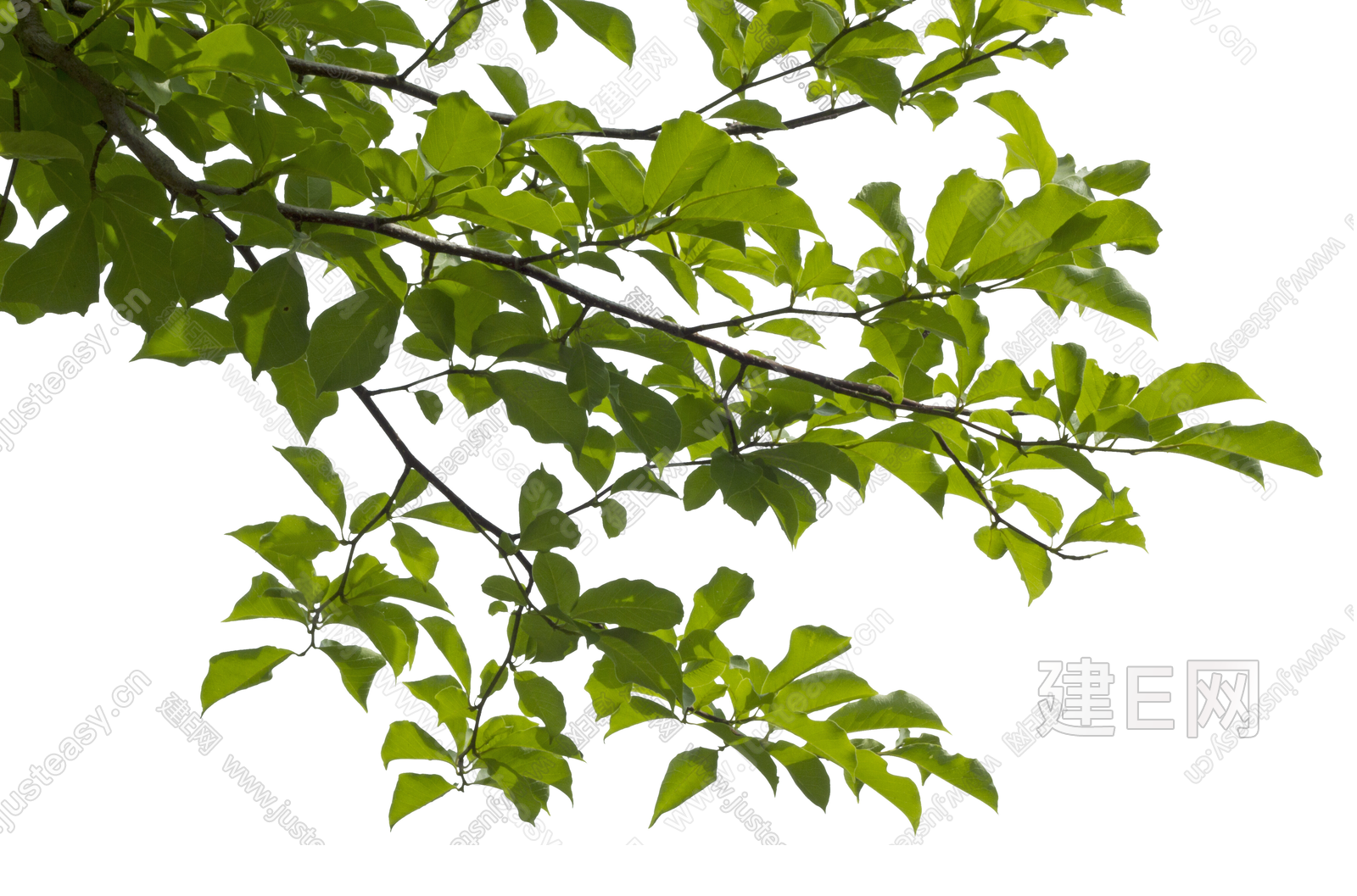 前景树木 松树树枝 挂角树 树叶 树冠 压脚树 大树 树头PSD免抠3d贴图下载[ID:105667880]_建E室内设计网